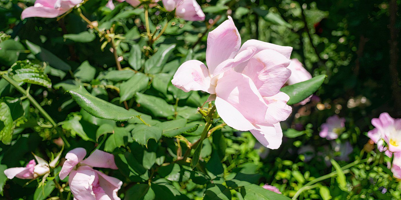 Why Roses Are the Perfect Addition to Your Garden