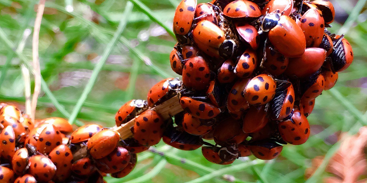 Explore Garden Ladybugs and How They Impact Your Space