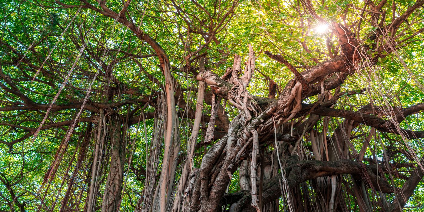 How Invasive Woody Vines are Threatening Tropical Forests