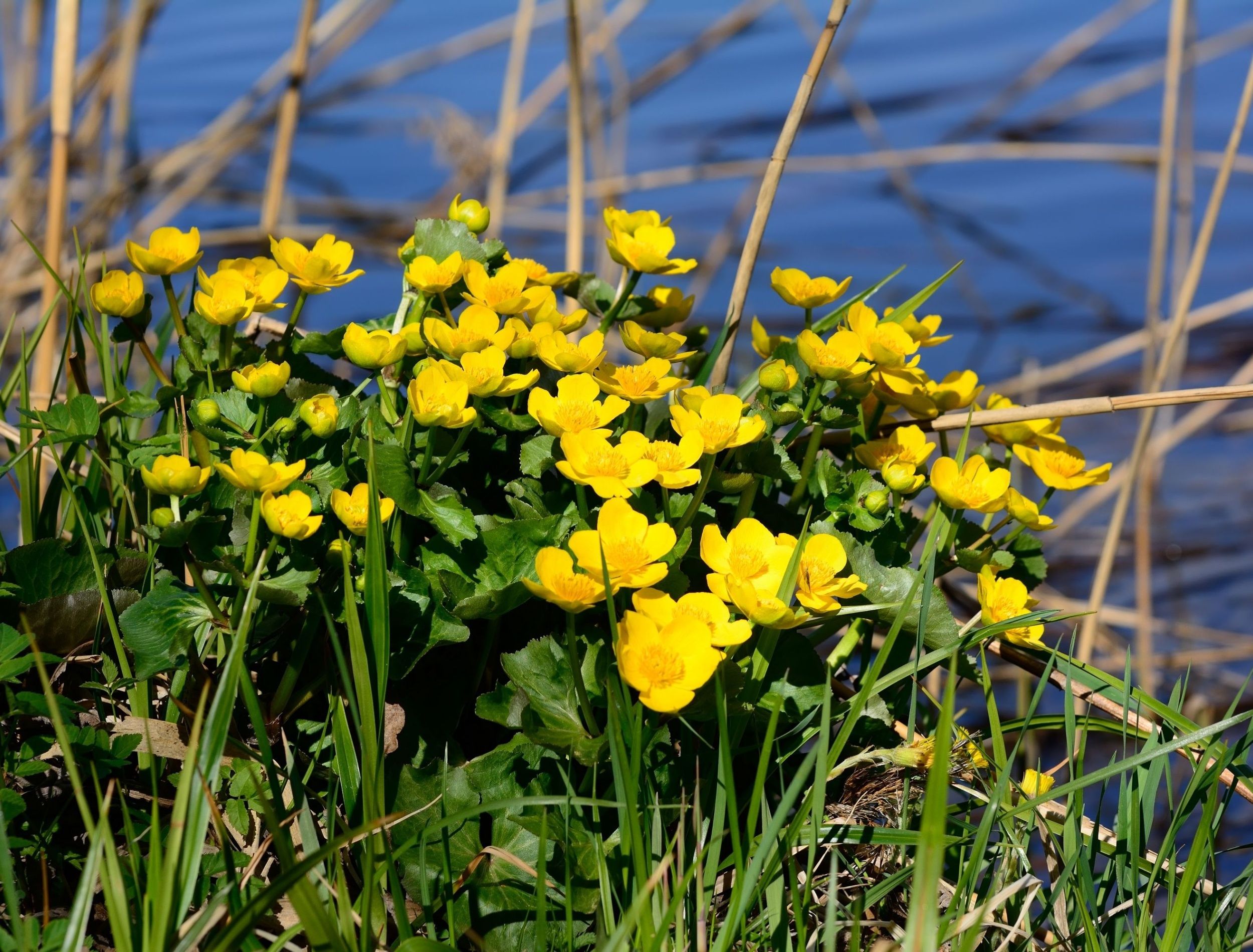 Thriving in the Flood: Top Plants for Waterlogged Yards