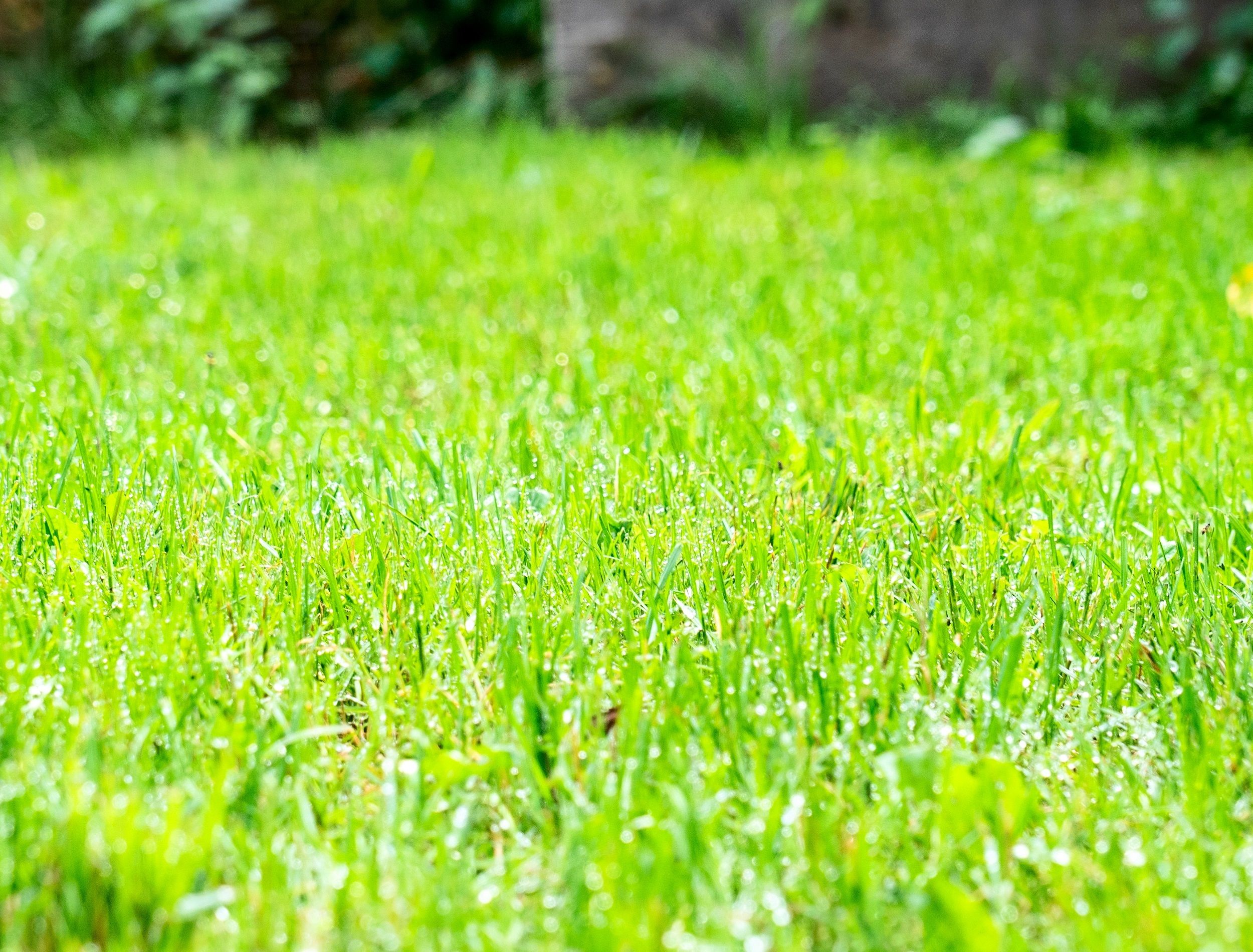 no-mow-may-a-unique-may-lawn-care-practice