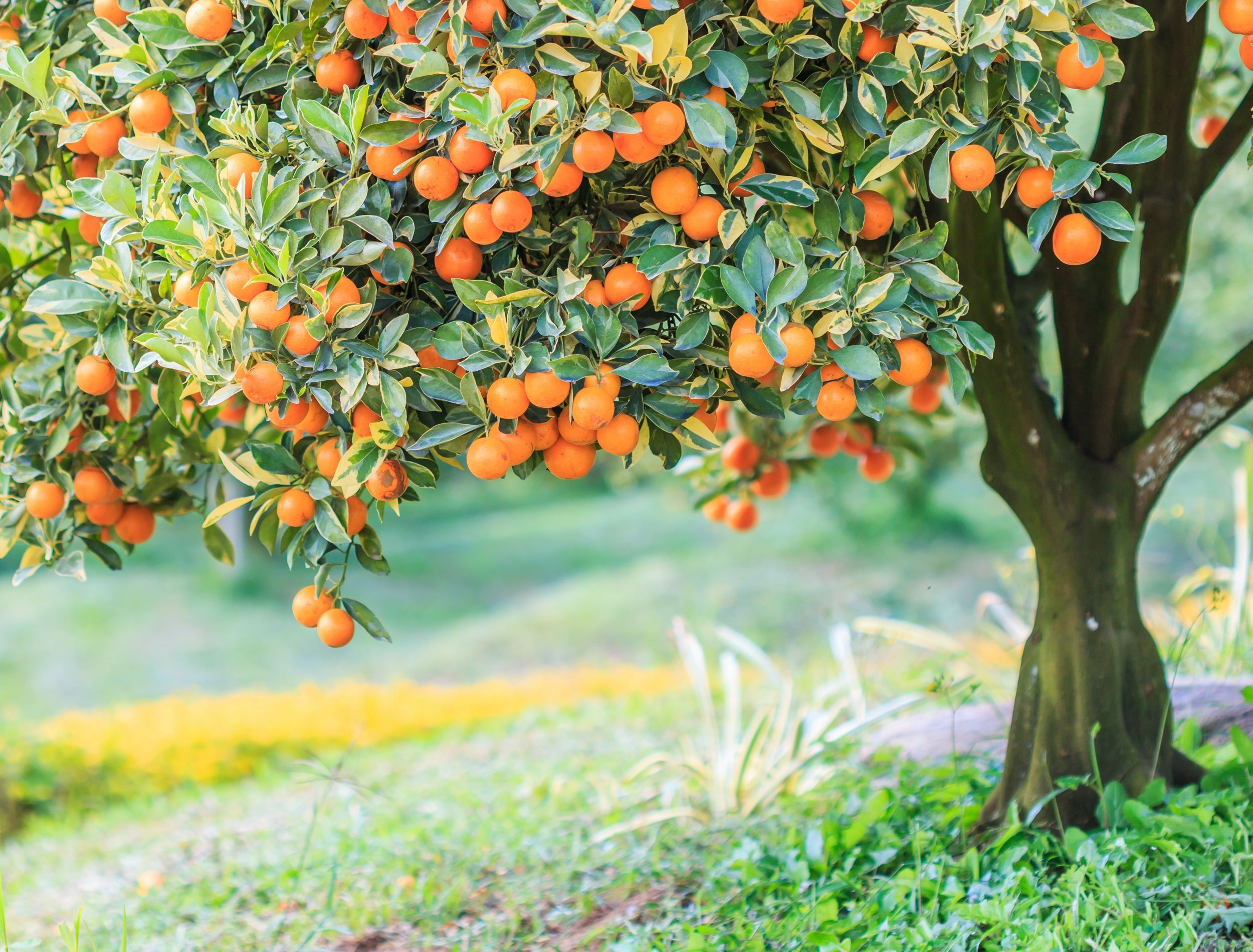 Creating a Beautiful and Bountiful Edible Garden