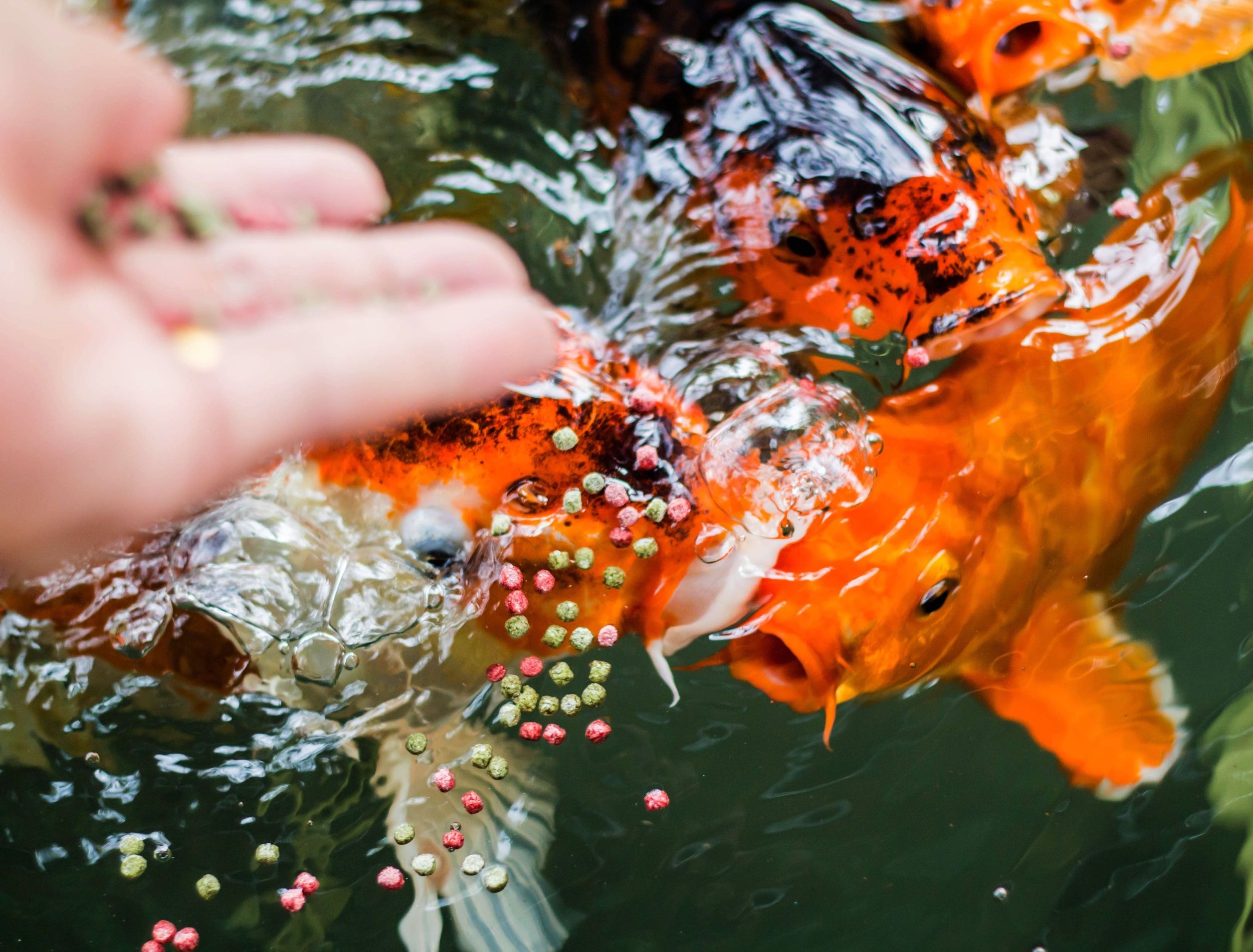 Mastering the Art of Feeding Your Pond Fish