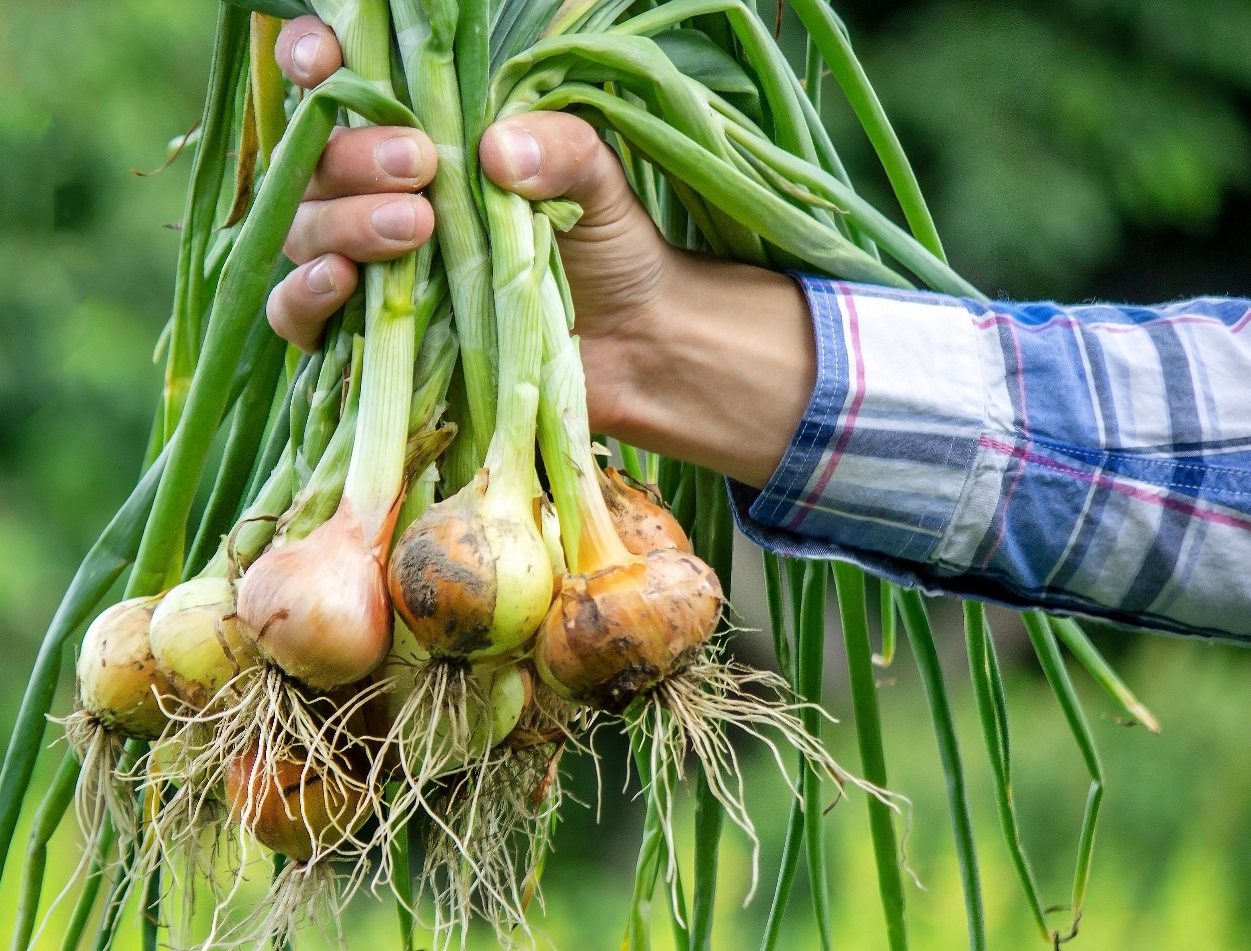 Person holding freshly harvested onions with large bulbs