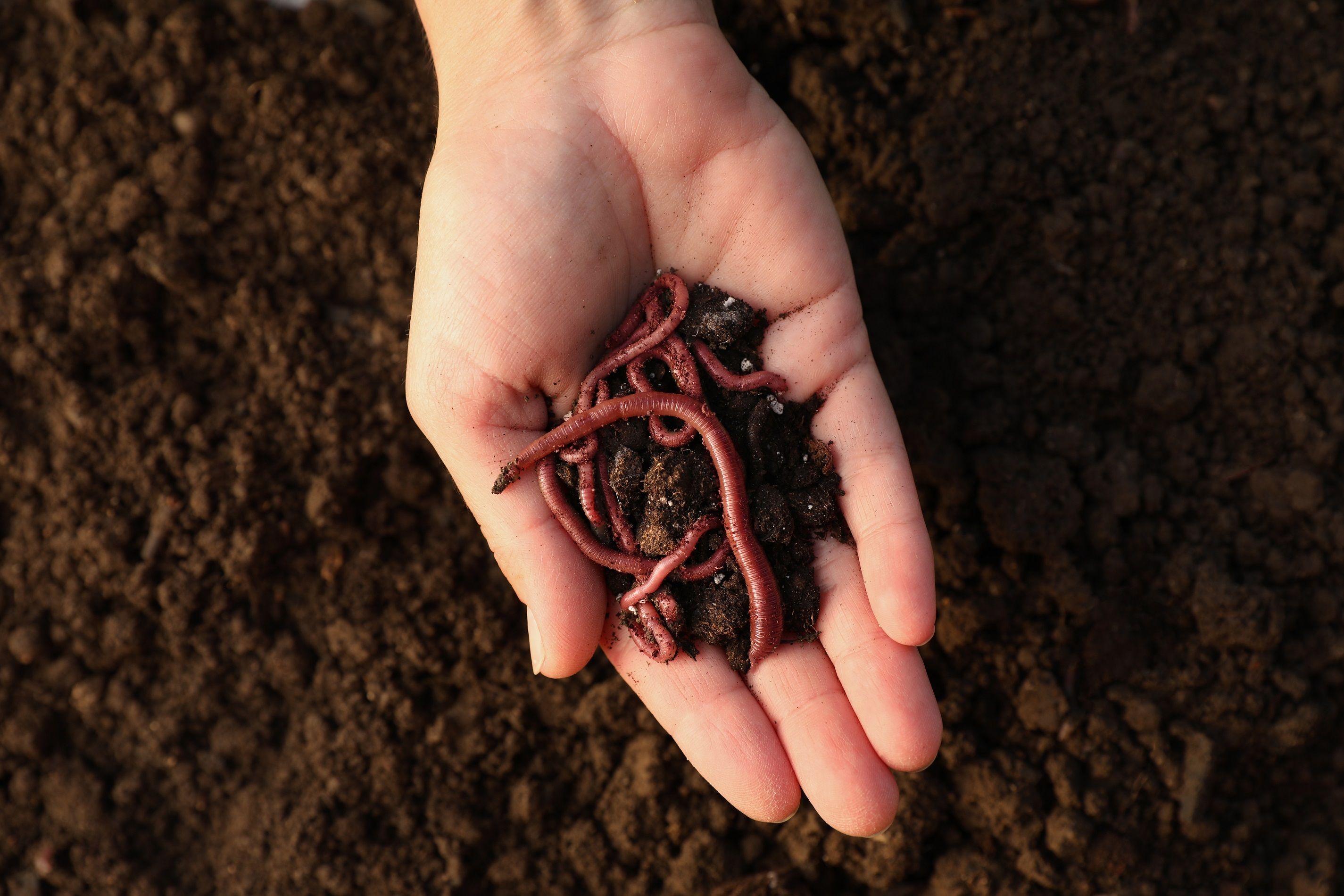 Person holding handful of soil with worms
