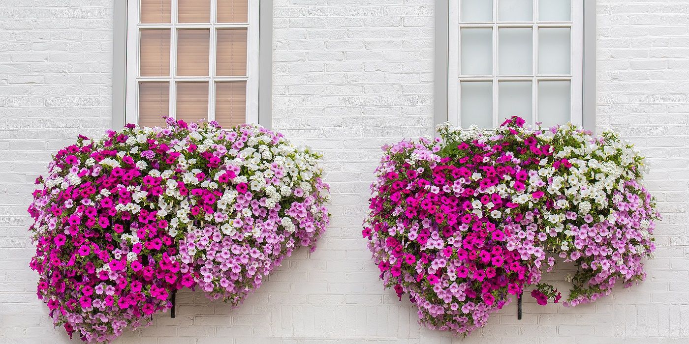 Add Colorful Window Boxes to Your Outdoor Design