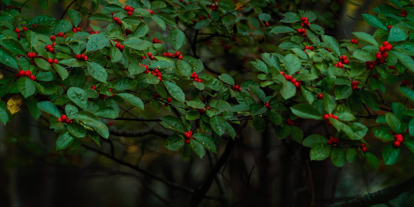 Soggy Soil Greenery: 6 Unique Plants for Poorly Drained Soil