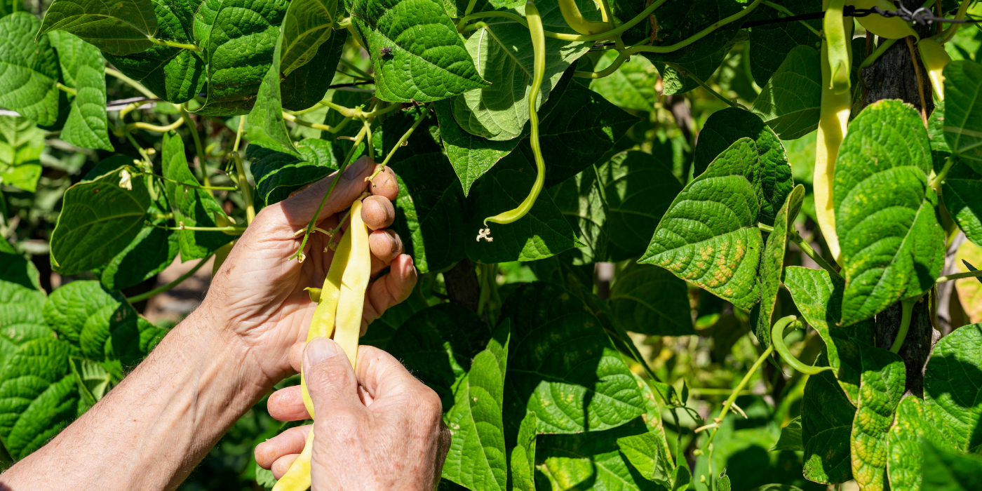 An image of a person picking green beans