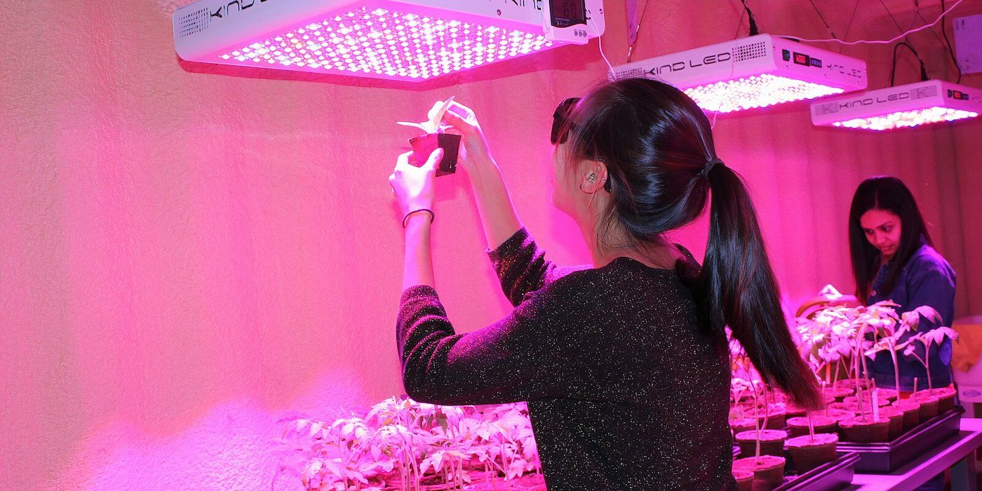 Top 3 Pink Grow Lights for Indoor Gardening