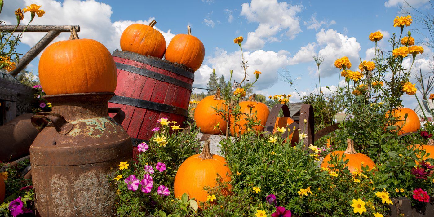 Grow a Seasonal Garden For Holiday Decorating