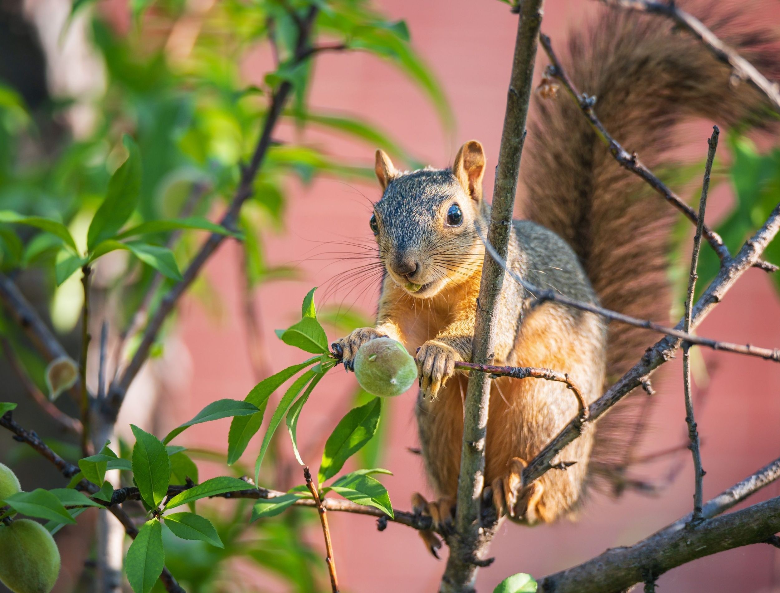 squirrels-in-your-yard-good-or-bad