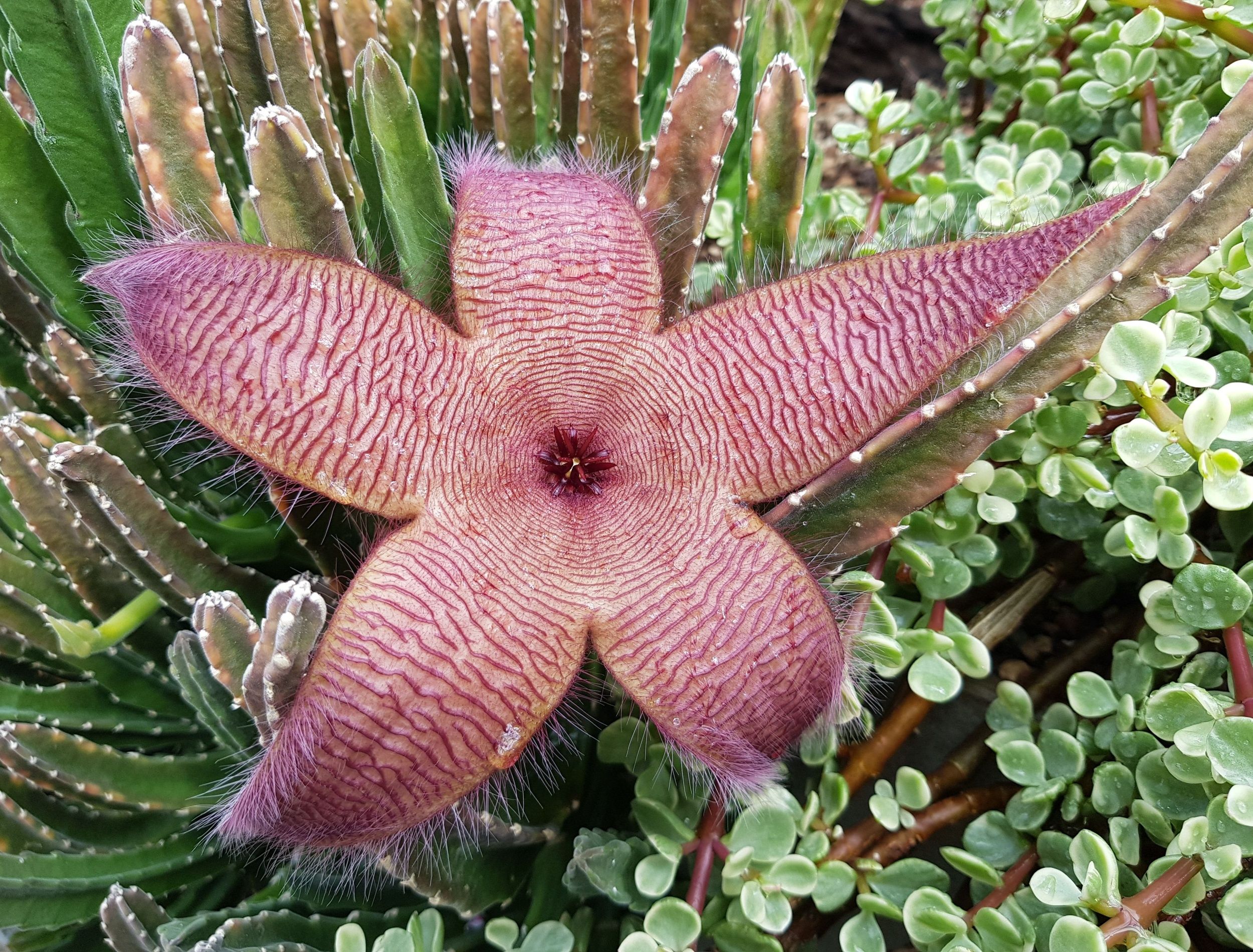 the-world-s-ugliest-flowers-that-you-can-t-grow-at-home