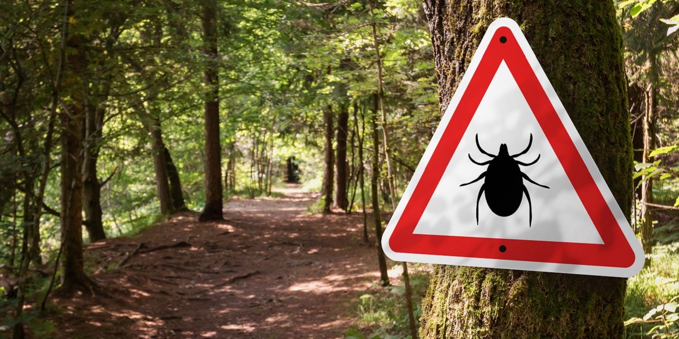 What Attracts Ticks to Your Backyard Garden?