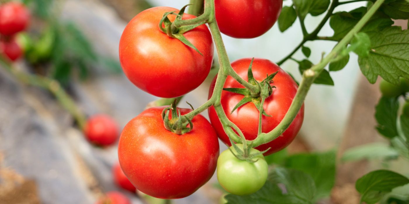 How to Make Tomato Sauce Using Homegrown Tomatoes