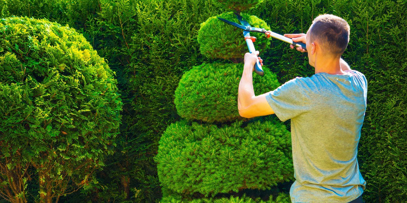 Topiary Gardening: Learn How To Grow Boxwood and Make Garden Art