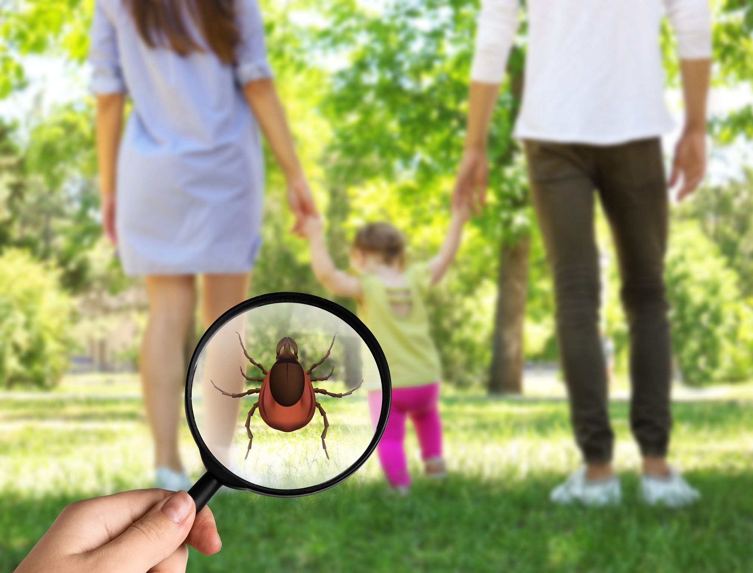 what-attracts-ticks-to-your-backyard-garden