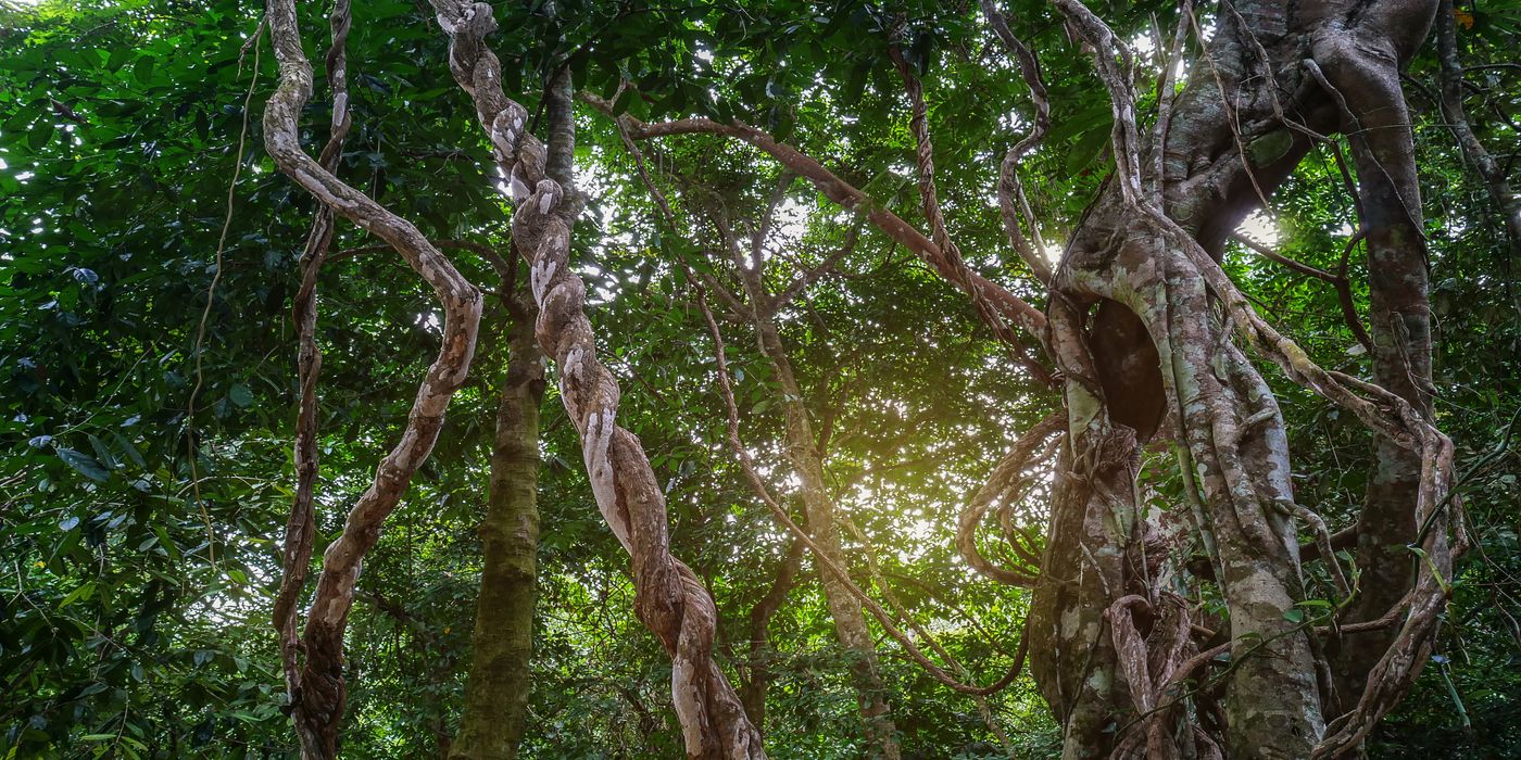 How Invasive Woody Vines are Threatening Tropical Forests