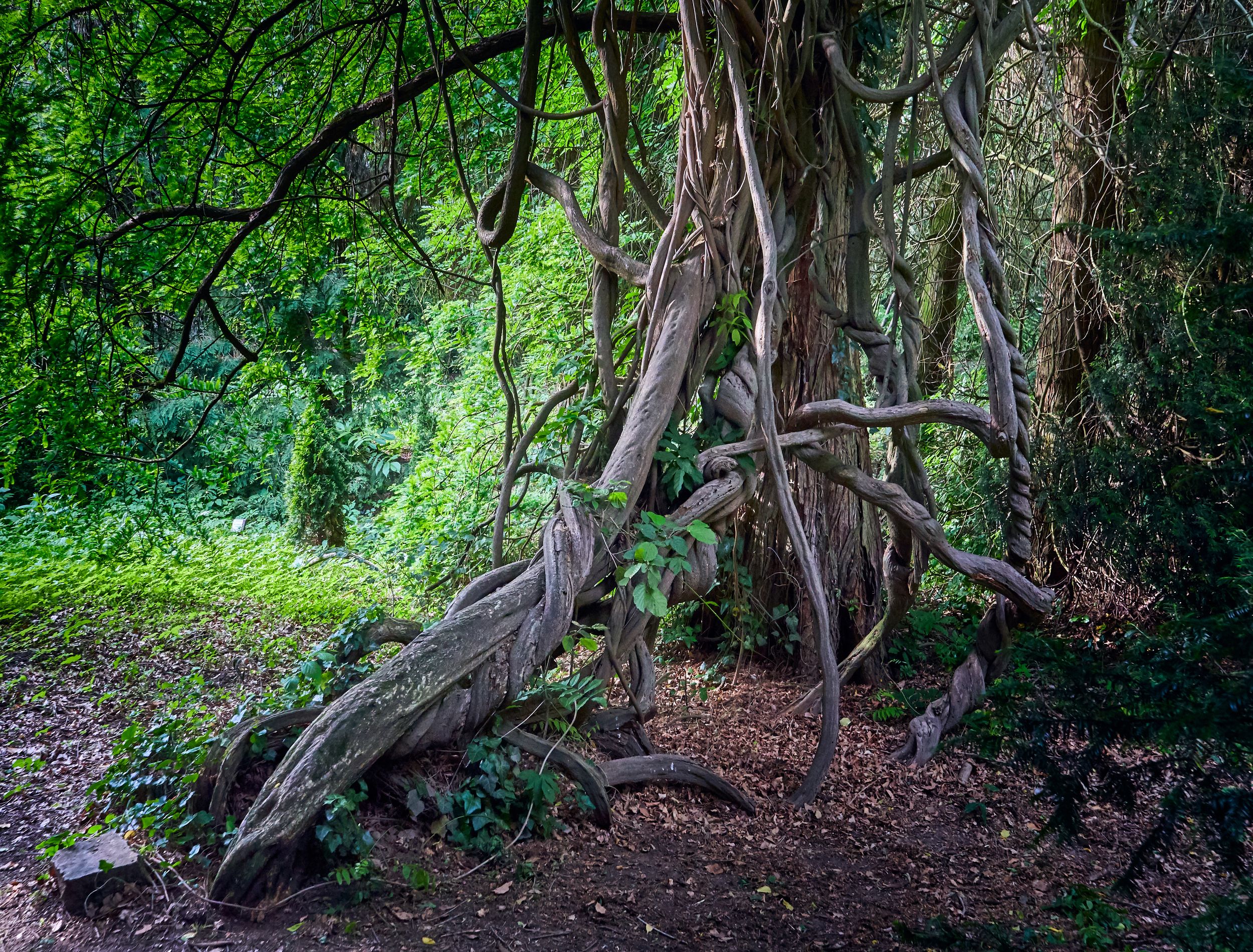 An image of vines climbing a tree