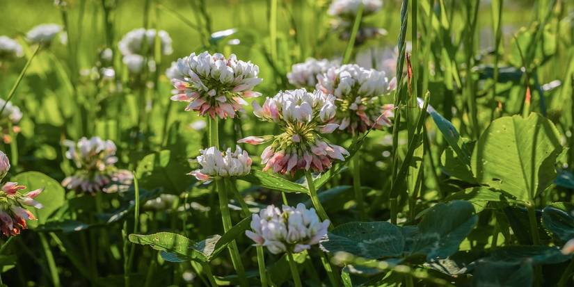 Should You Kill Clover? Pros and Cons for a Healthier Lawn