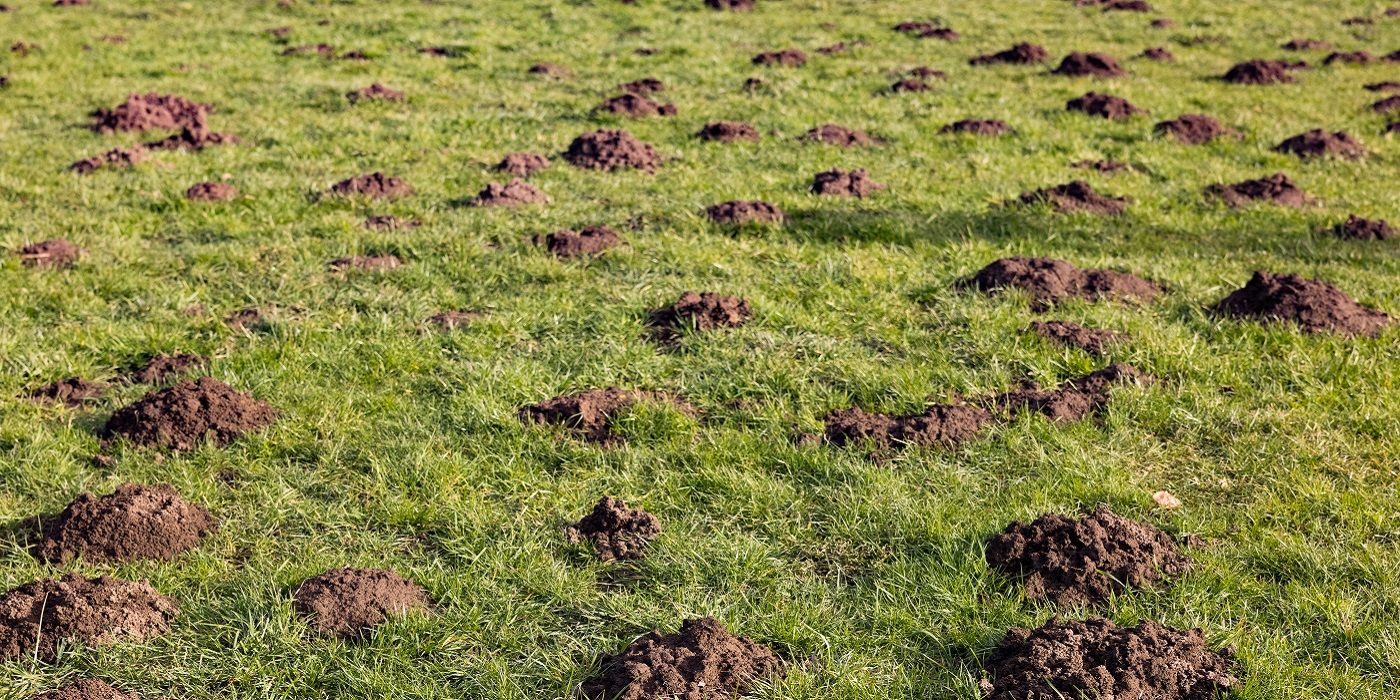 Drive Moles Away From Your Yard