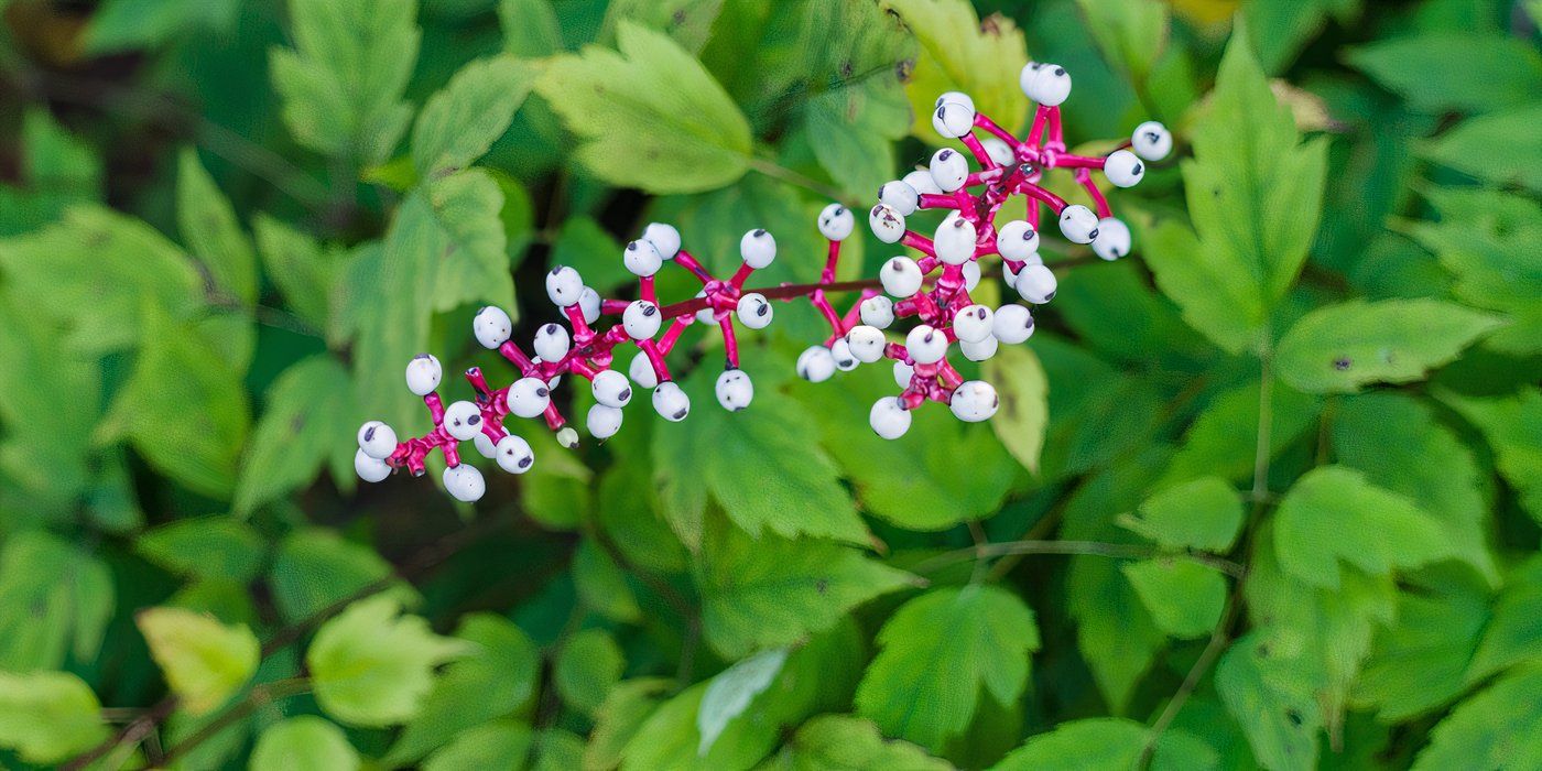 10 Weird Plants: Explore Some of the Strangest Plants in the World