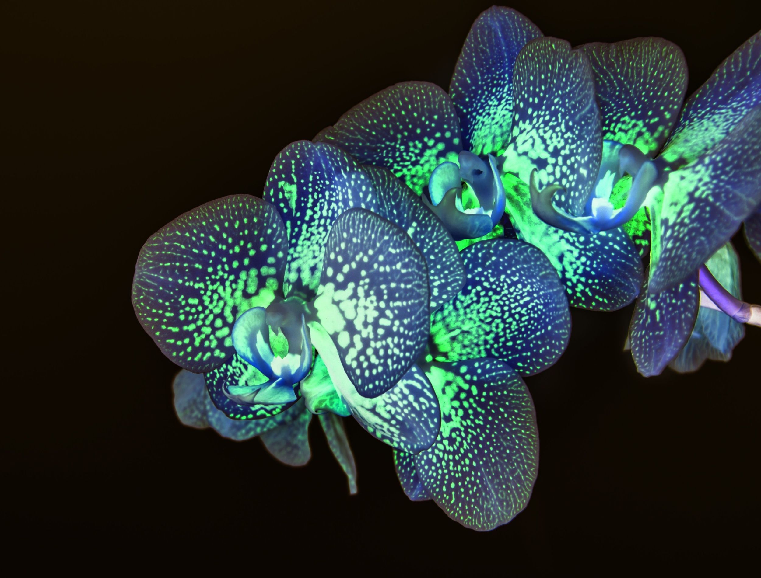Bioluminescent orchids, glowing in the dark