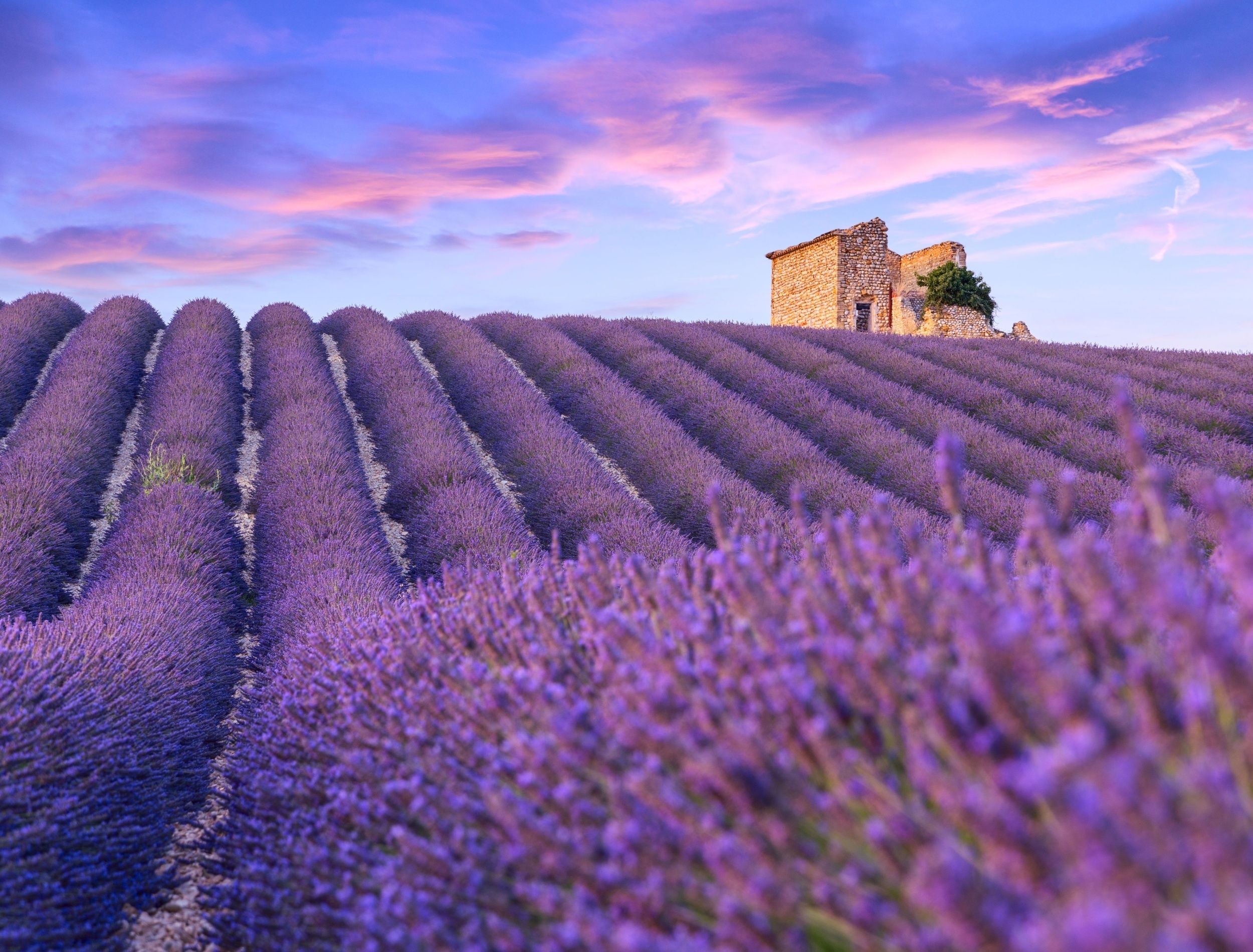 from-lavender-to-iris-cultivating-the-amethyst-glow-in-your-outdoor-space