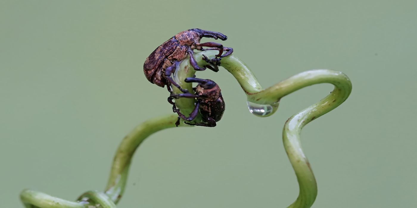 Sustainable Approaches to Managing Boll Weevils