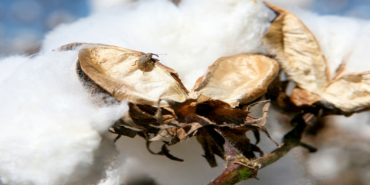 Sustainable Approaches to Managing Boll Weevils