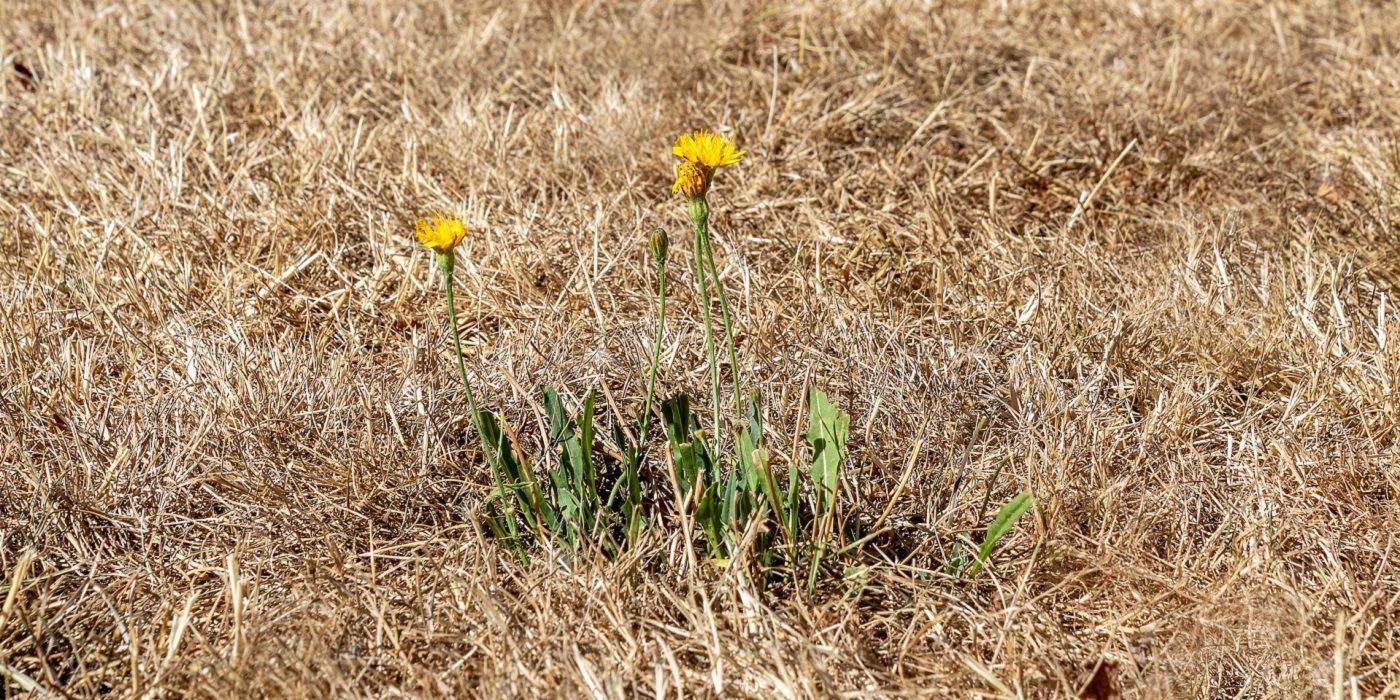 Should You Let Your Lawn Go Brown In Summer?