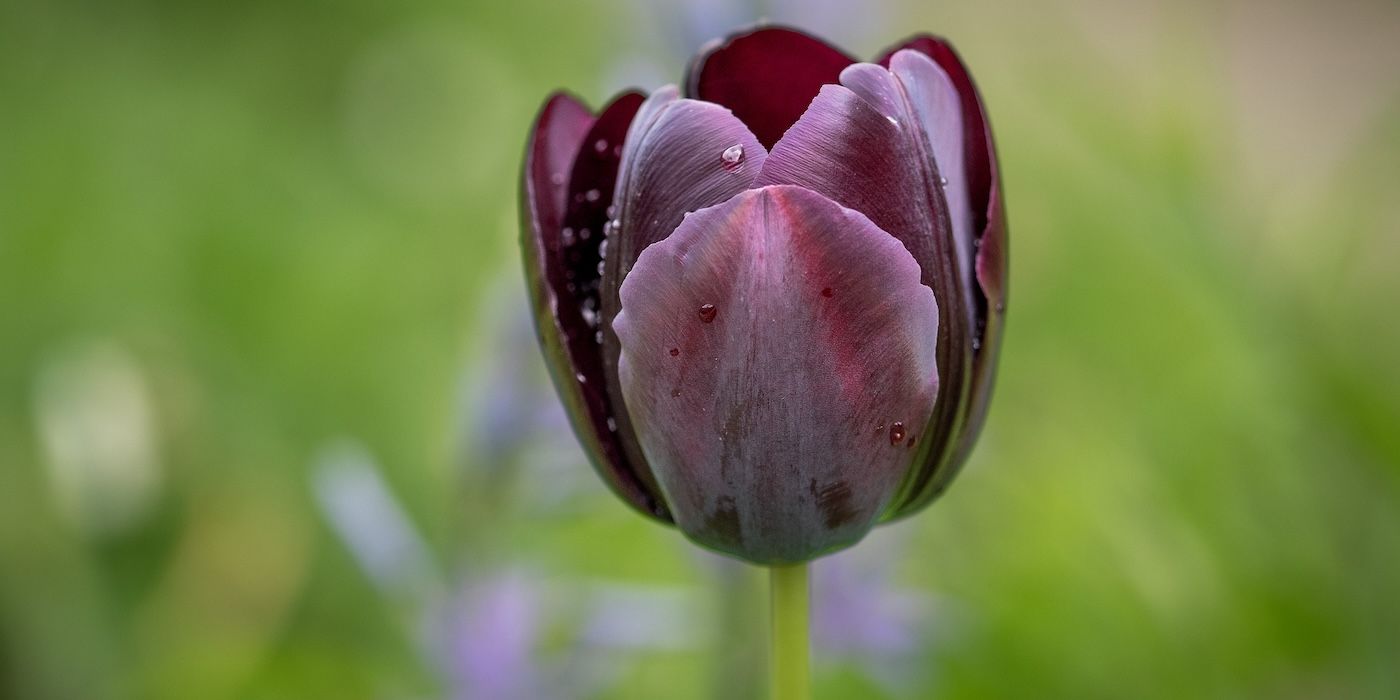 Discover 5 Brown Flowers That Will Make Your Garden Pop