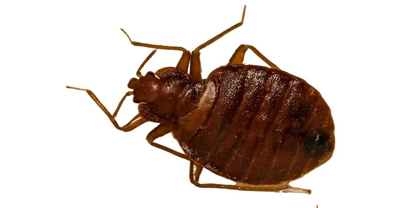 Summer Travel Guide: Steering Clear Of Bed Bug Hotspots