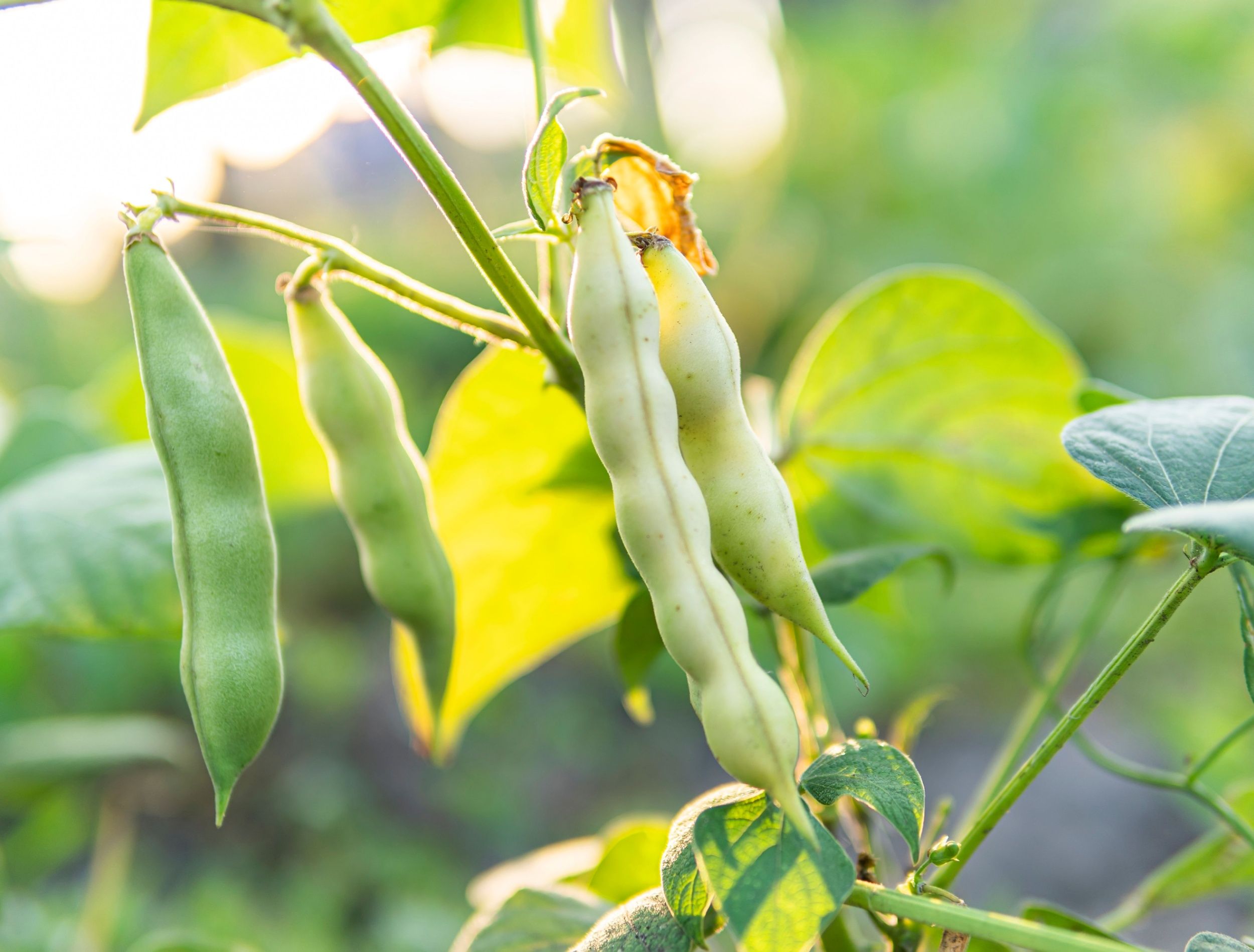 Top Summer Beans to Grow for a Bountiful Harvest