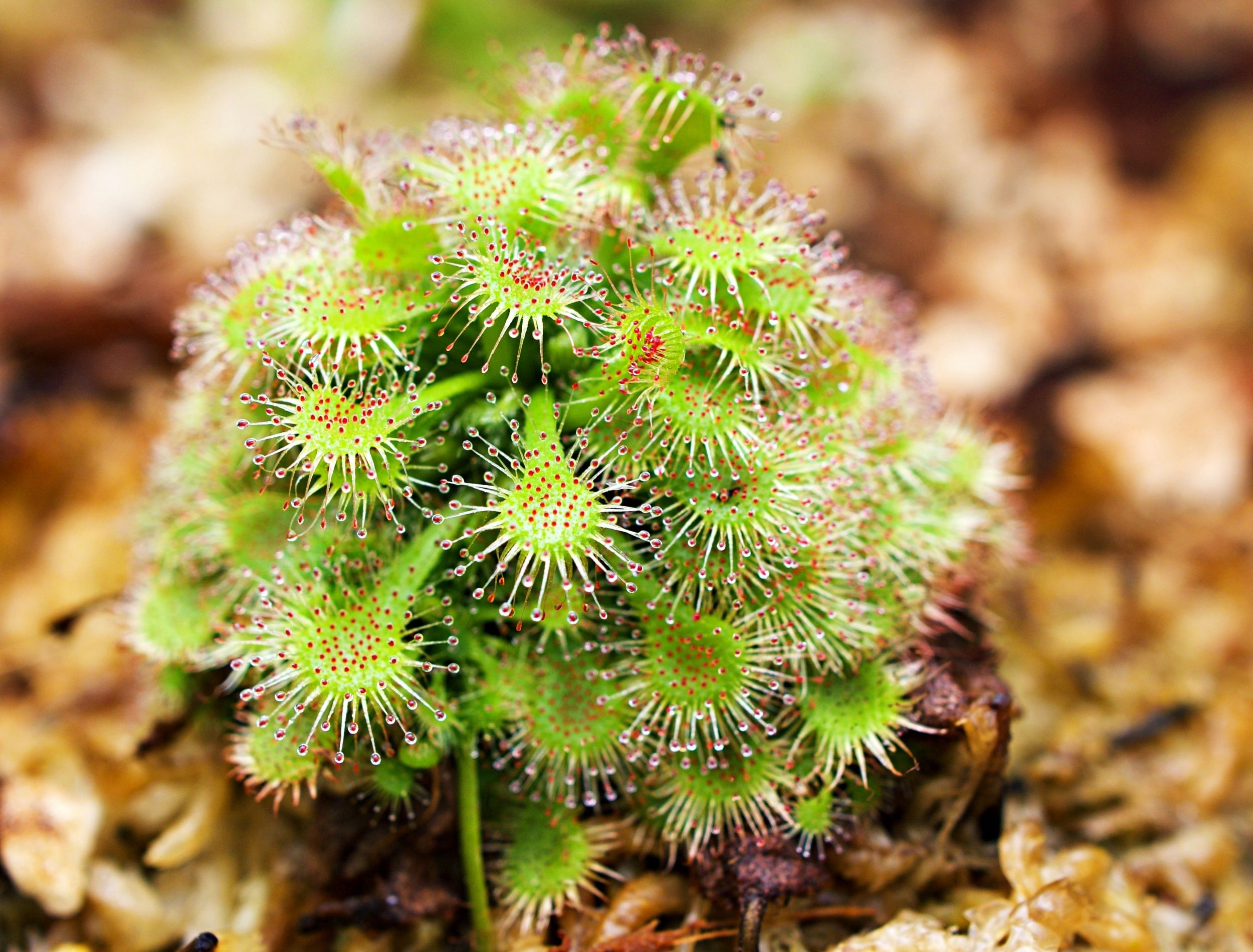 Consider Adding 6 Types of Carnivorous Plants To Your Garden