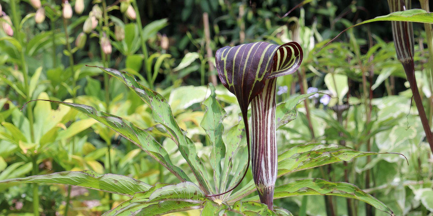 Consider Adding 6 Types of Carnivorous Plants To Your Garden