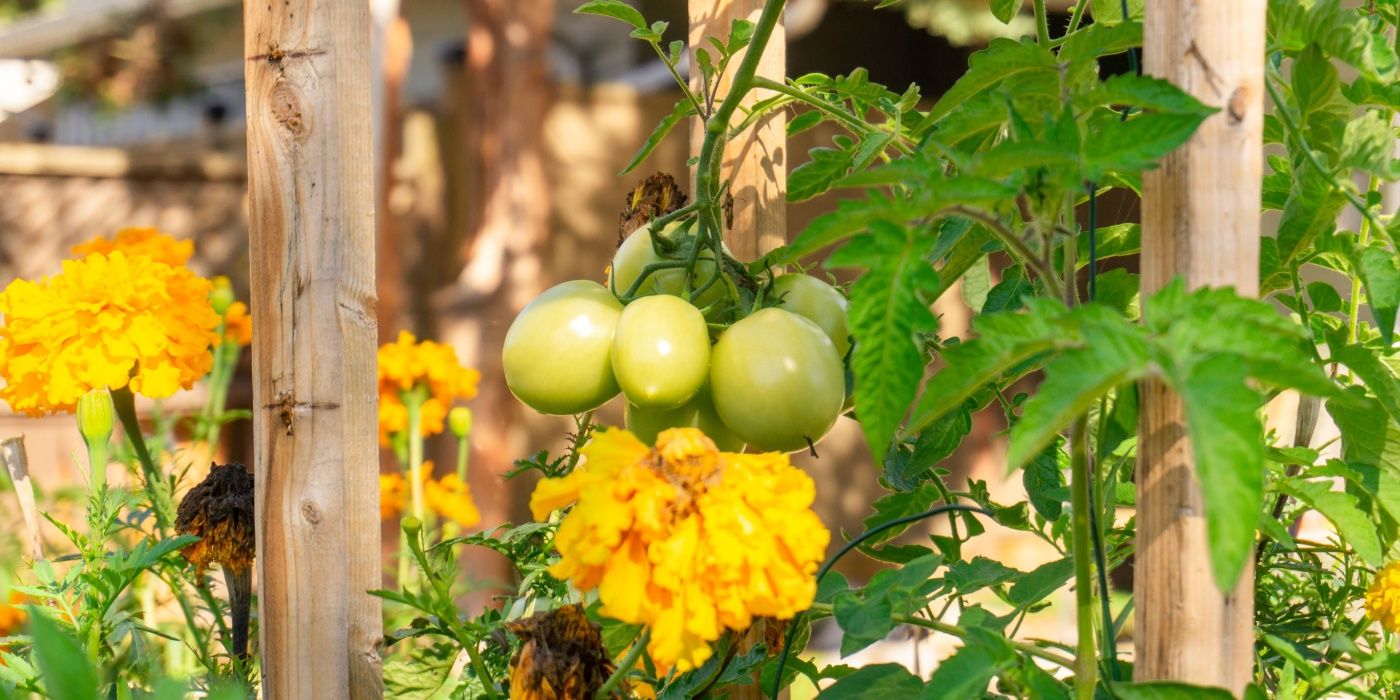 Transform Your Space Global Gardening Techniques from Around the World to