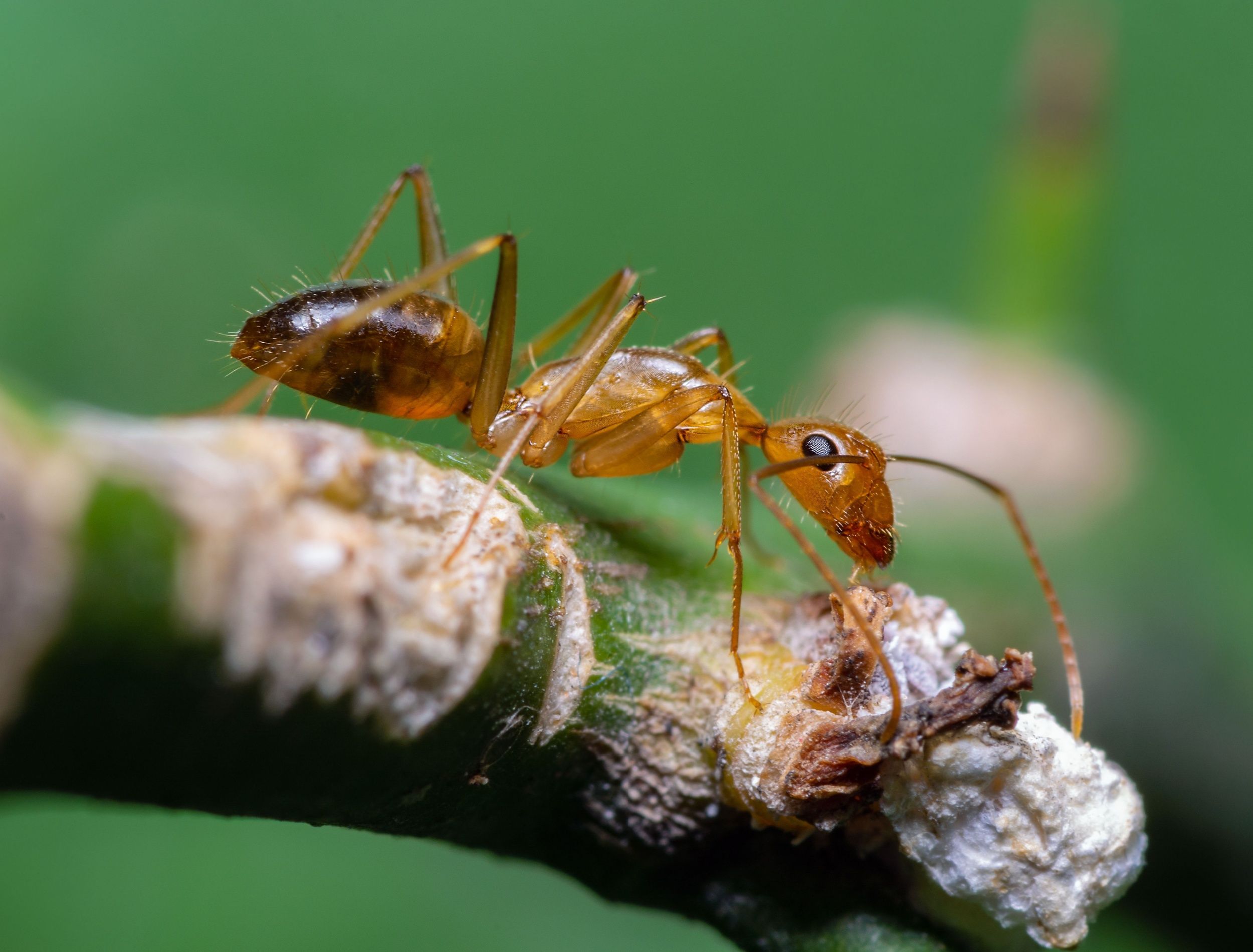 Garden Pests Like the Tawny Crazy Ant Negatively Impact Local Ecosystems