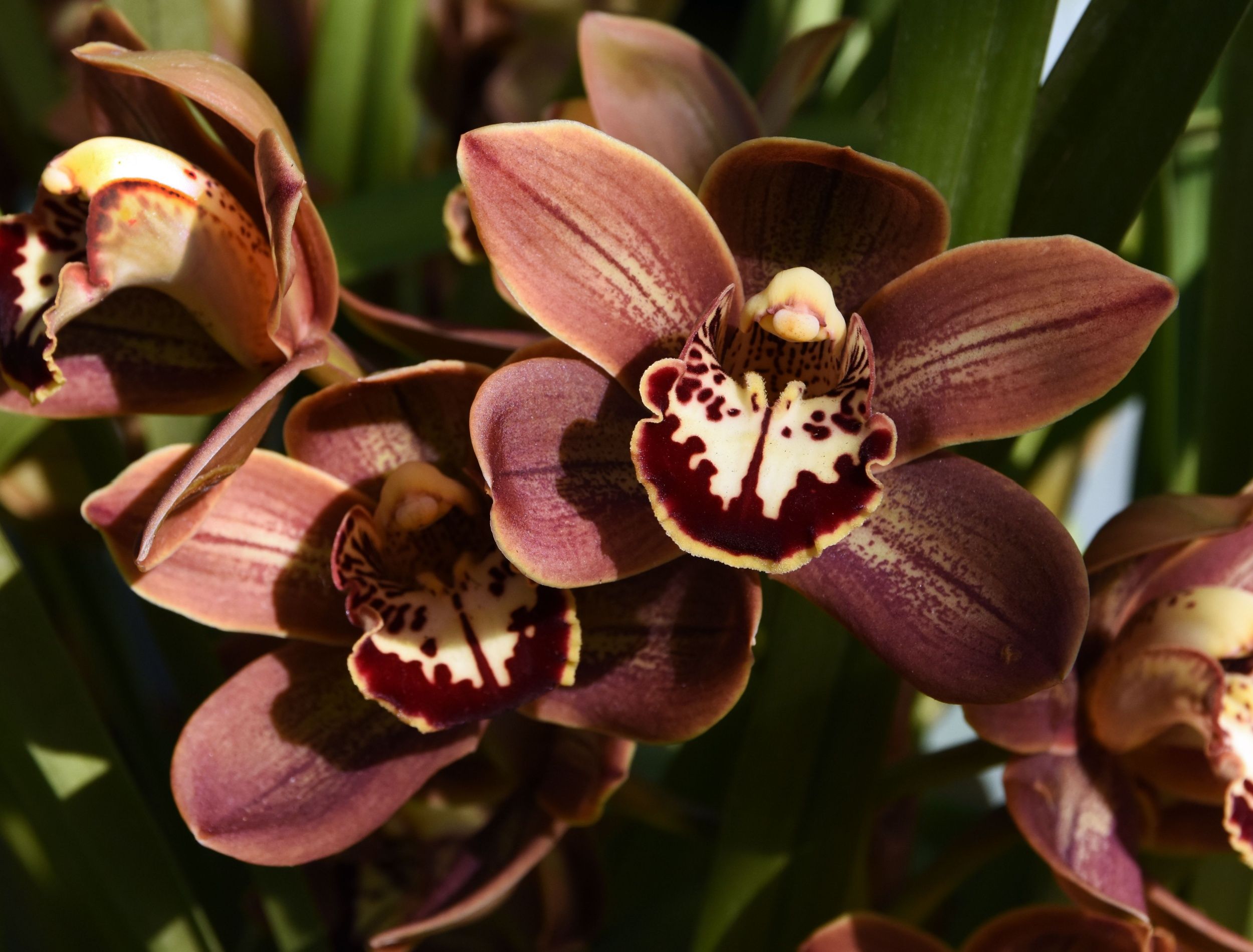 Deep brown orchids in bloom 