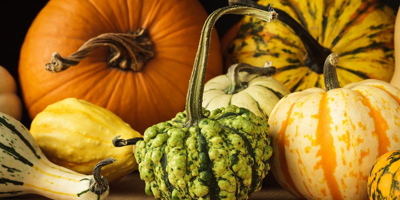 What's the Difference Winter Squash vs Summer Squash?