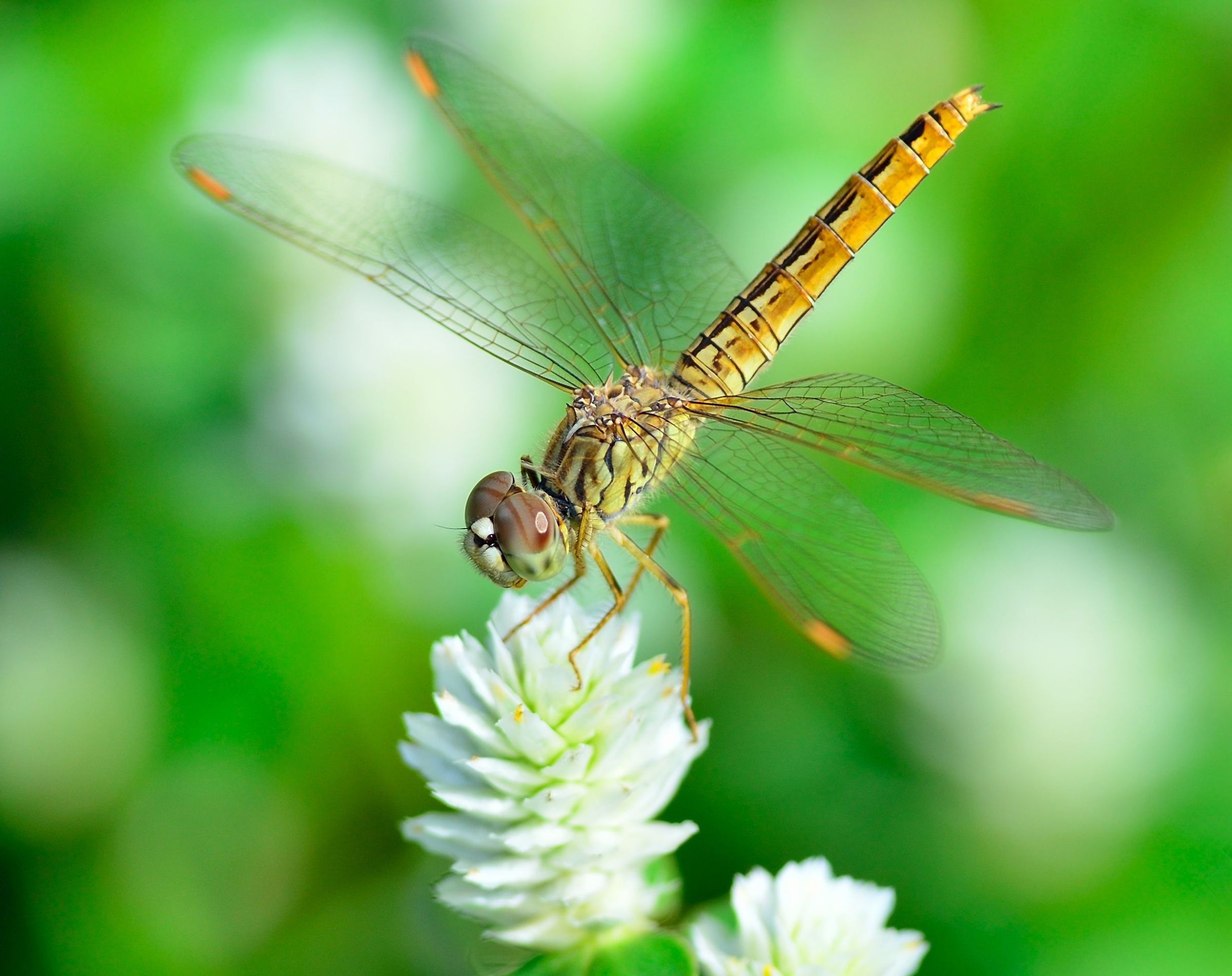 Harness the Power of Predators for Mosquito Control