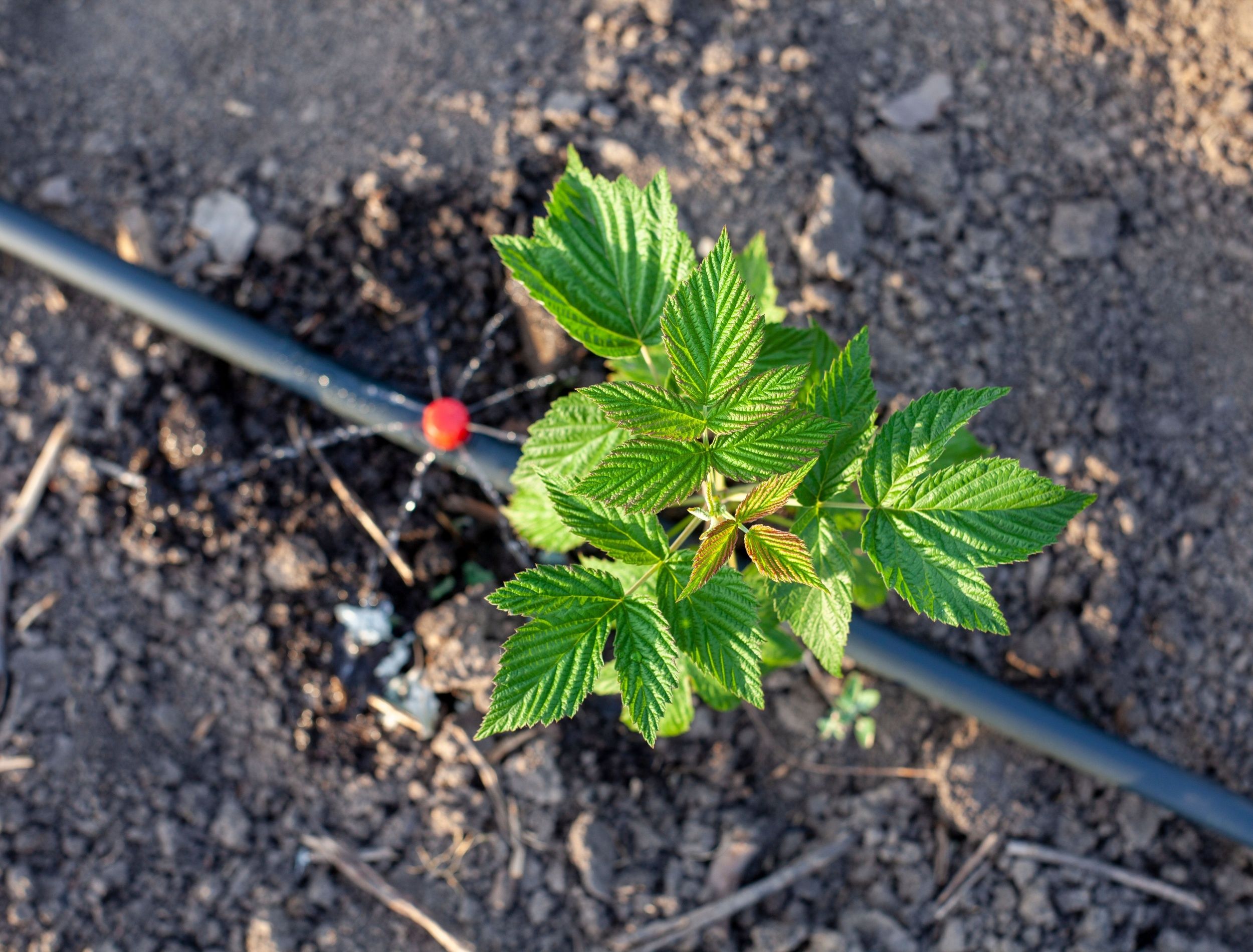 Create a Water Wise Garden That Thrives in Dry Climates