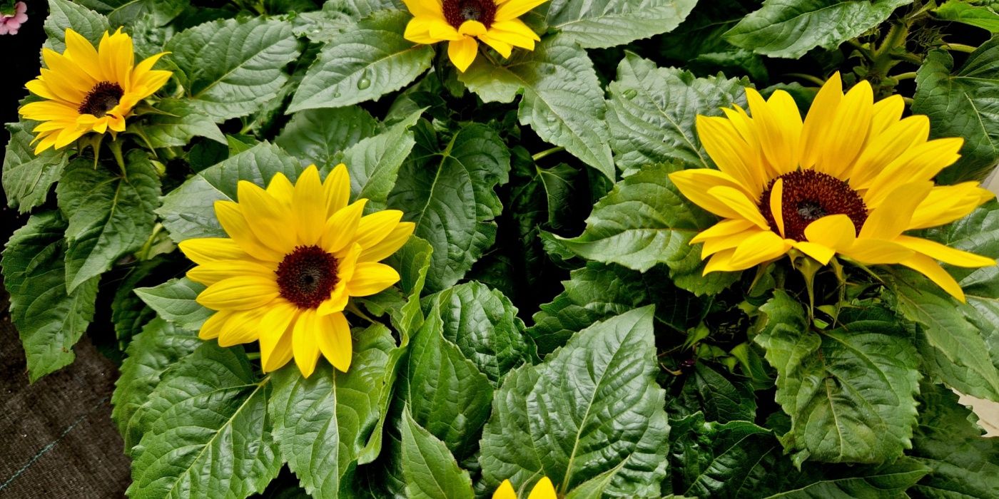 5 of the Best Sunflowers for Small Space Gardens