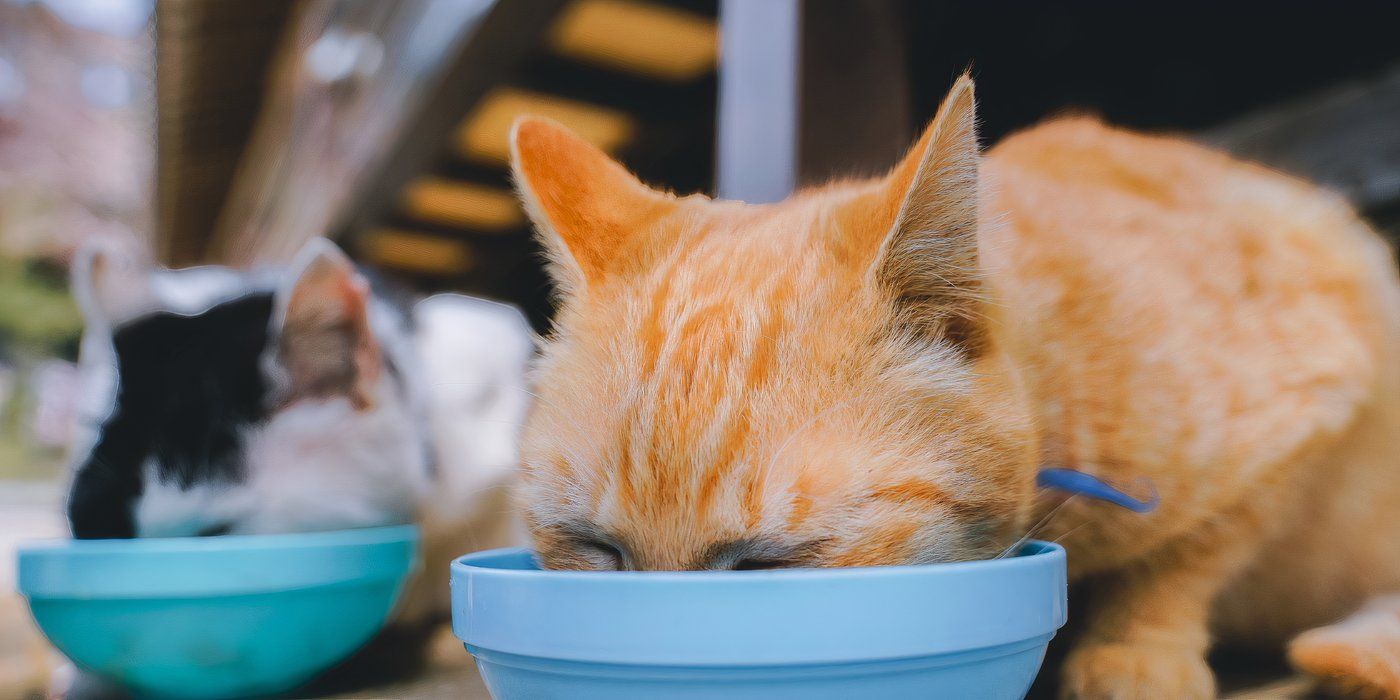 Learn How To Get Rid of Stray Cats Safely and Effectively