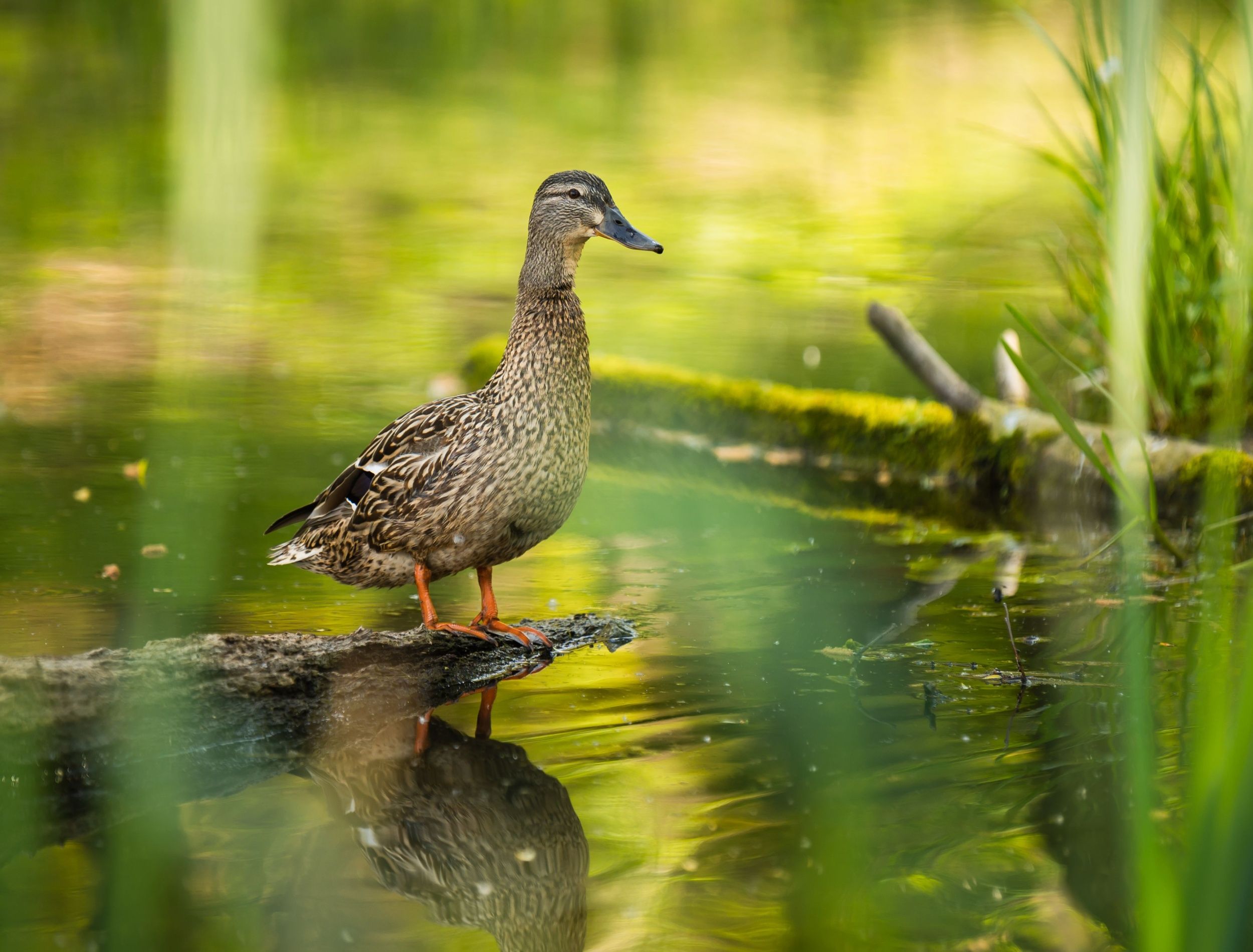 Are Ducks a Good Addition to Your Garden Pond?