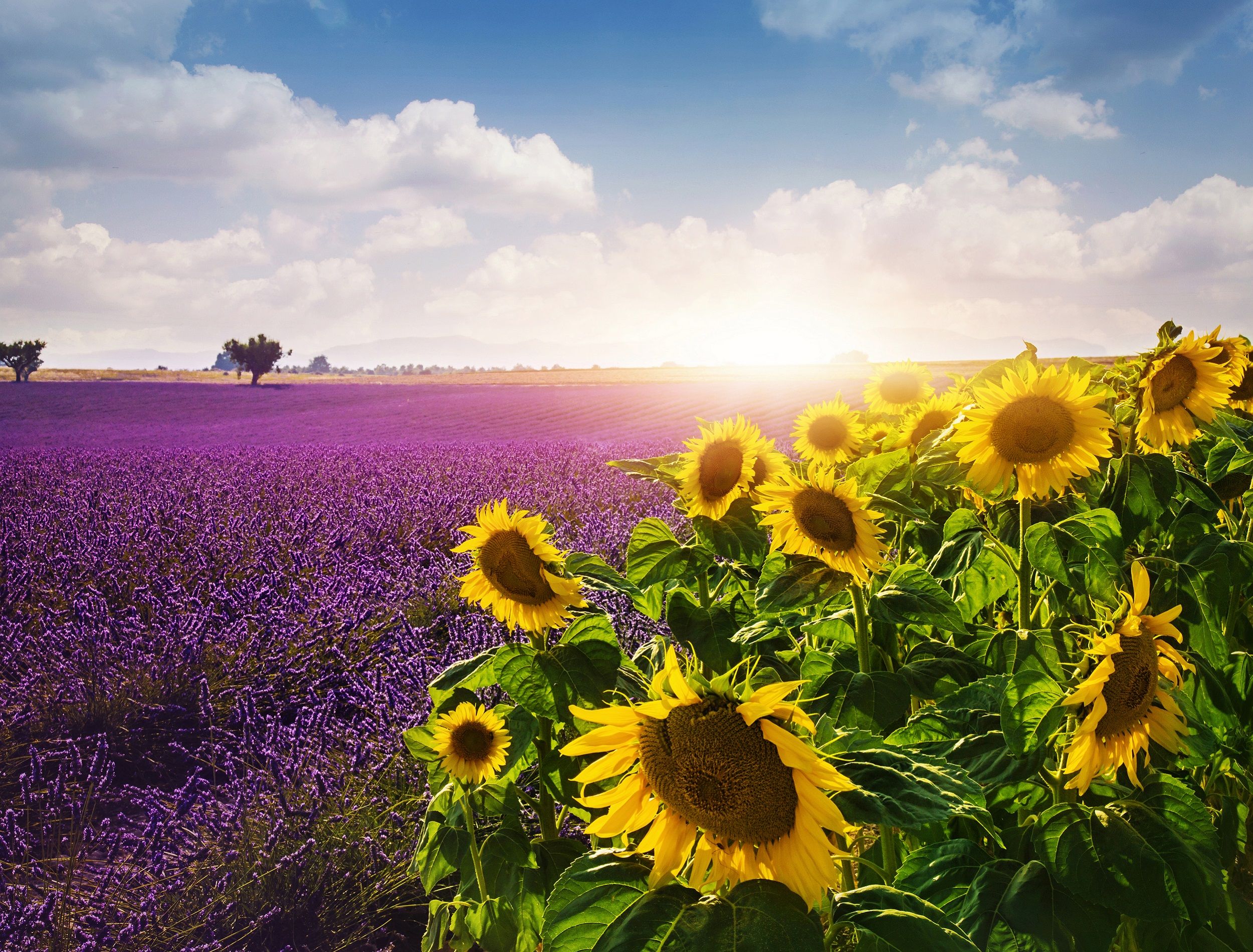 Grow These Pretty Plants and Flowers in June