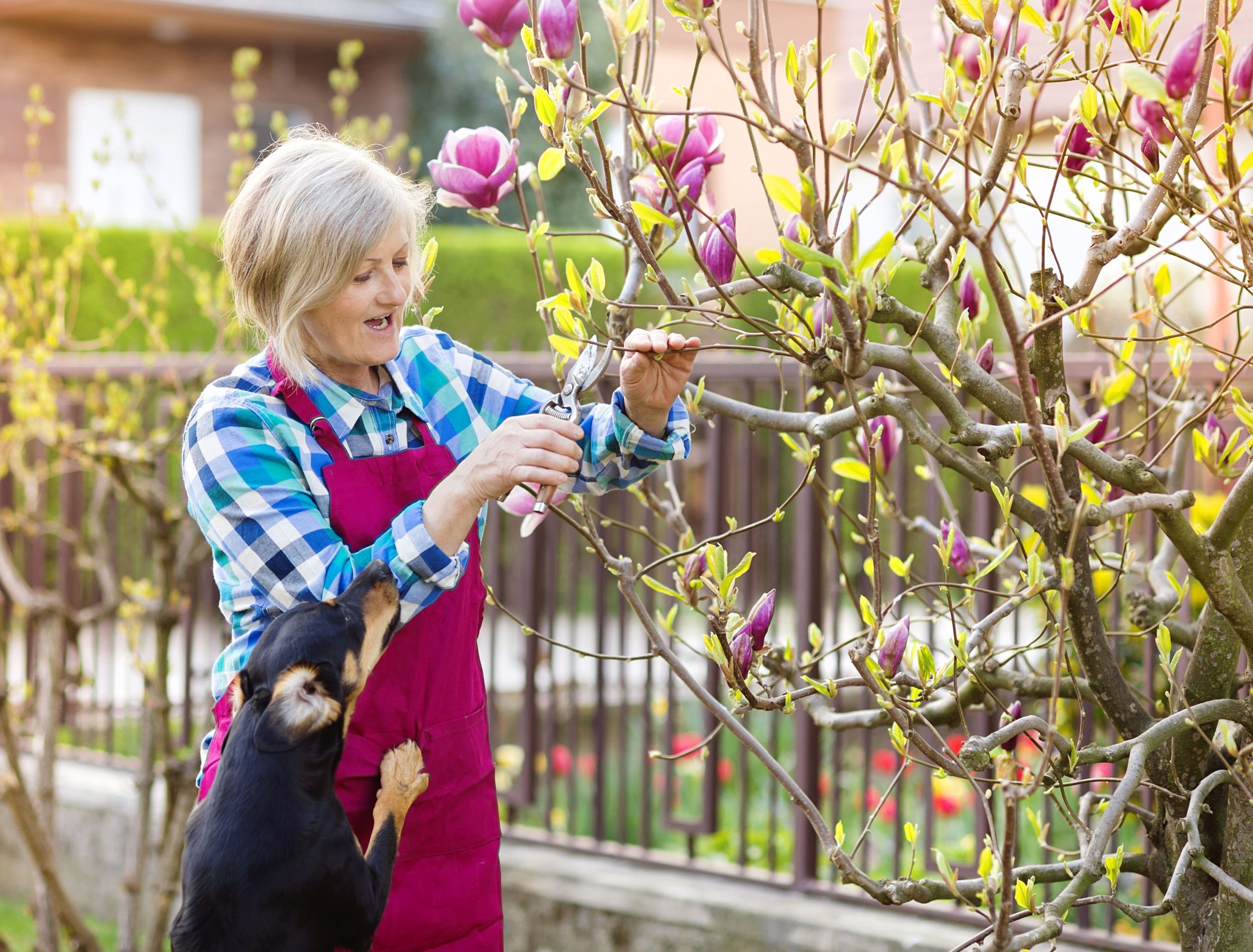 Gardener accompanied by her dog, pruning a magnolia tree 