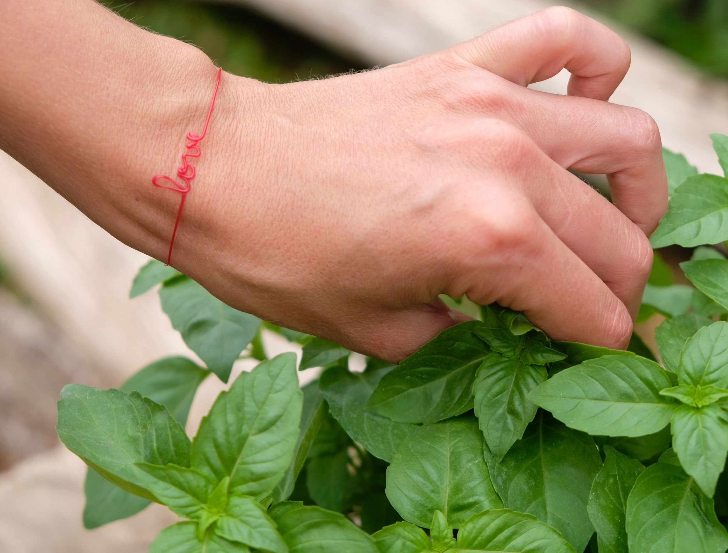 how-to-pinch-herbs-for-healthier-and-tastier-plants-in-june