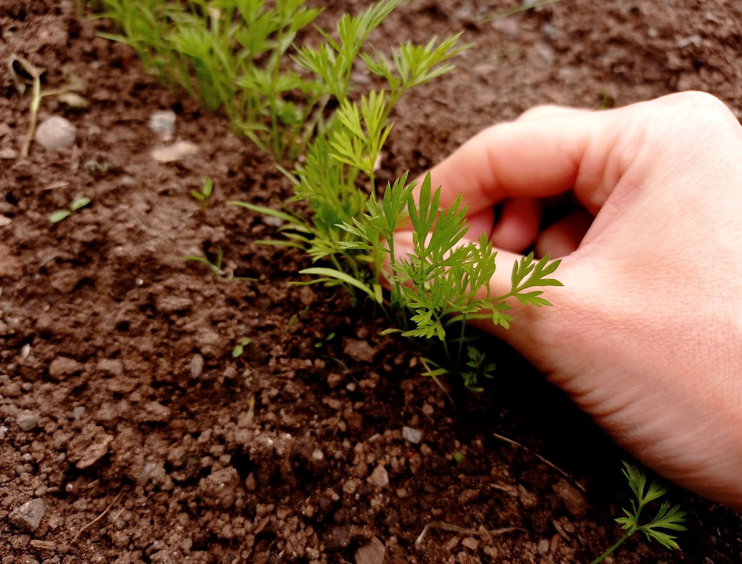 Thinning 101: How to Effectively Thin Your Summer Vegetables