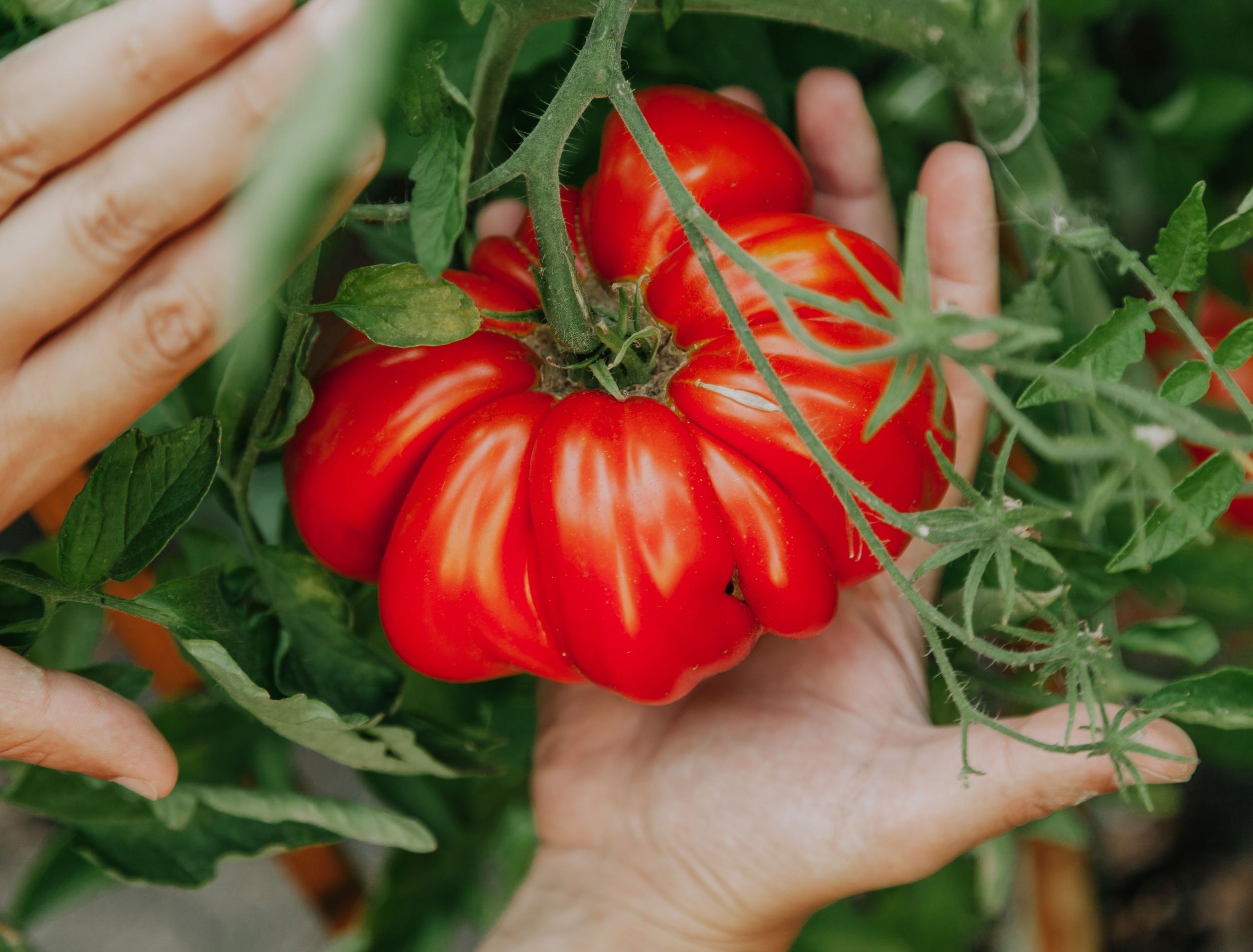 Giant, hand-sized tomatoes grown in the garden