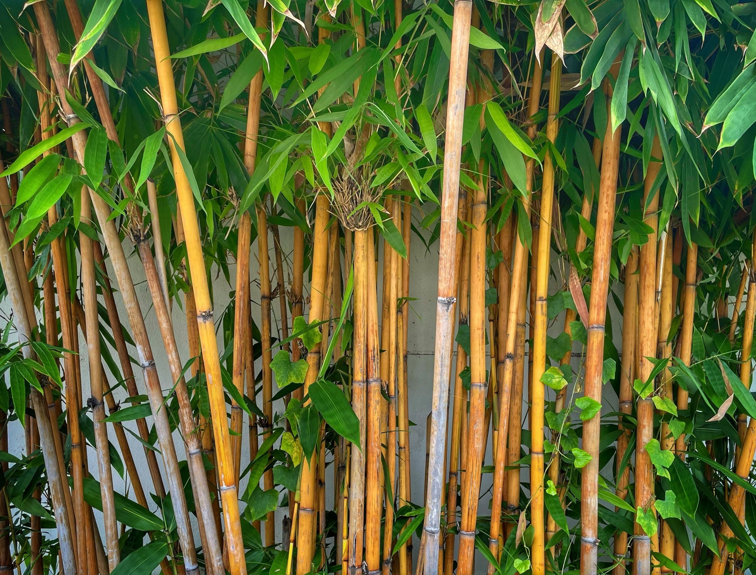 is-bamboo-a-threat-to-your-home